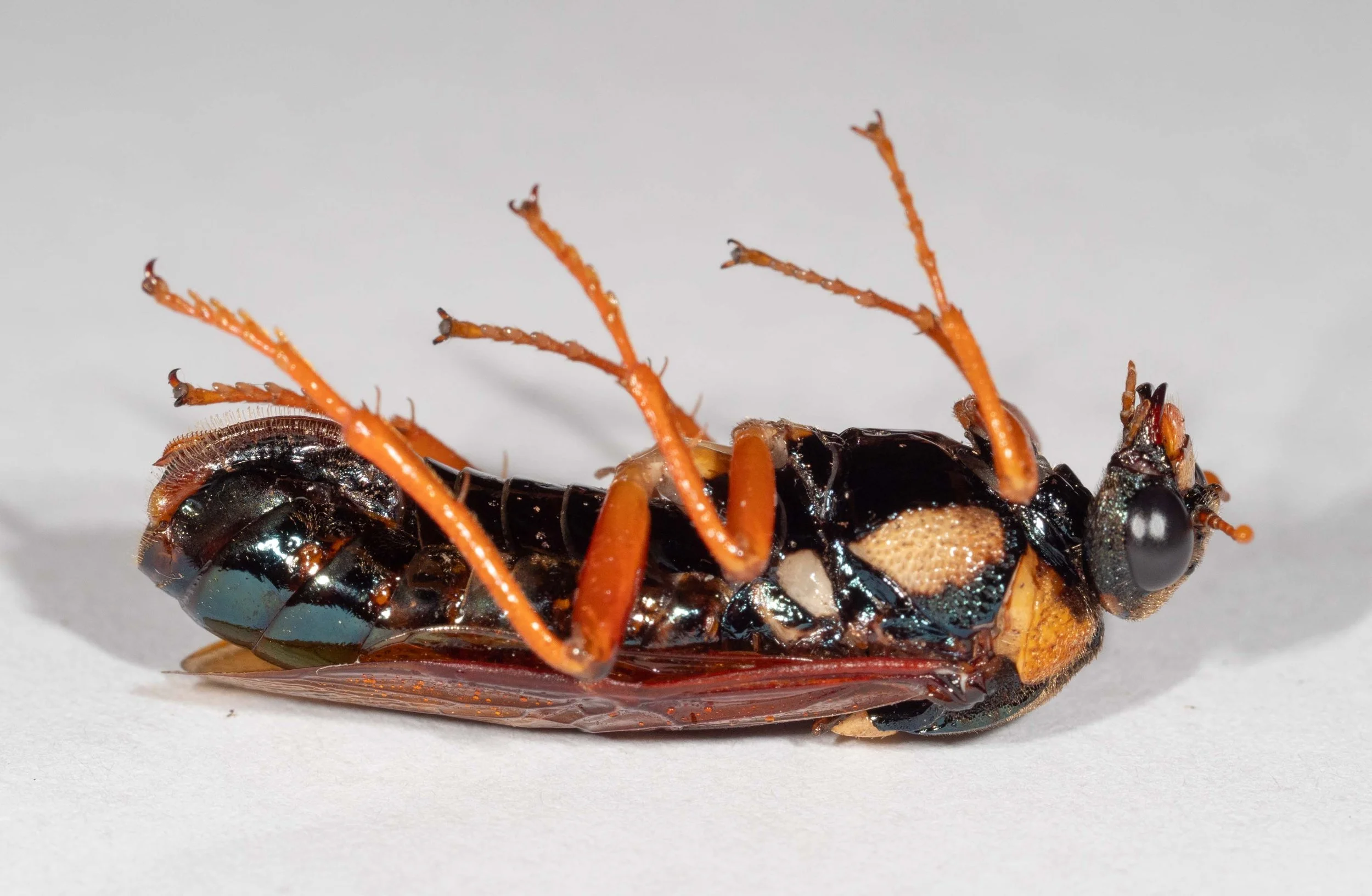  - genae black with orange dorsal patch, pilose - clypeus and labrum orange - mandibles black and chestnut with tips black - pronotum dark yellow, pilose dorsally - mesepisternum black with large central pale yellow patch, moderately heavily punctate