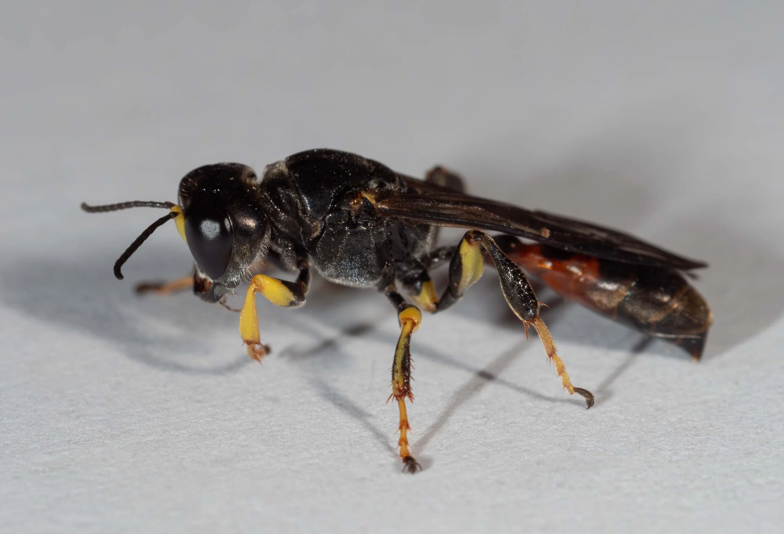  Gaster: strongly clavate.  Femur 3: strongly depressed ventral surface; broadly yellow. Pronotal lobe: dark. Leg 1: femur apical half yellow; tibia yellow Leg 3: tibia entirely black; tarsi yellow 