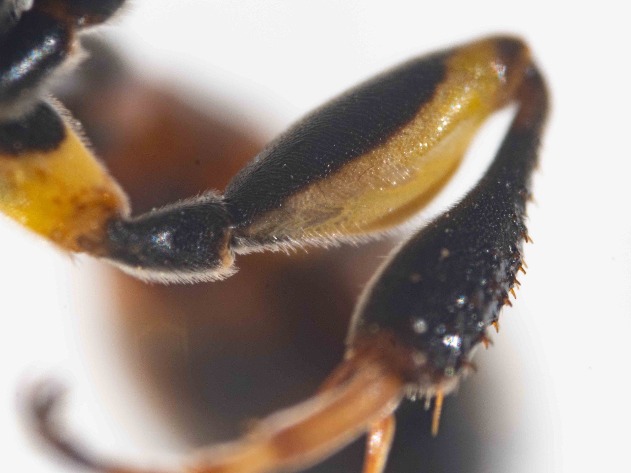  Femur 3: strongly depressed ventral surface; broadly yellow. 