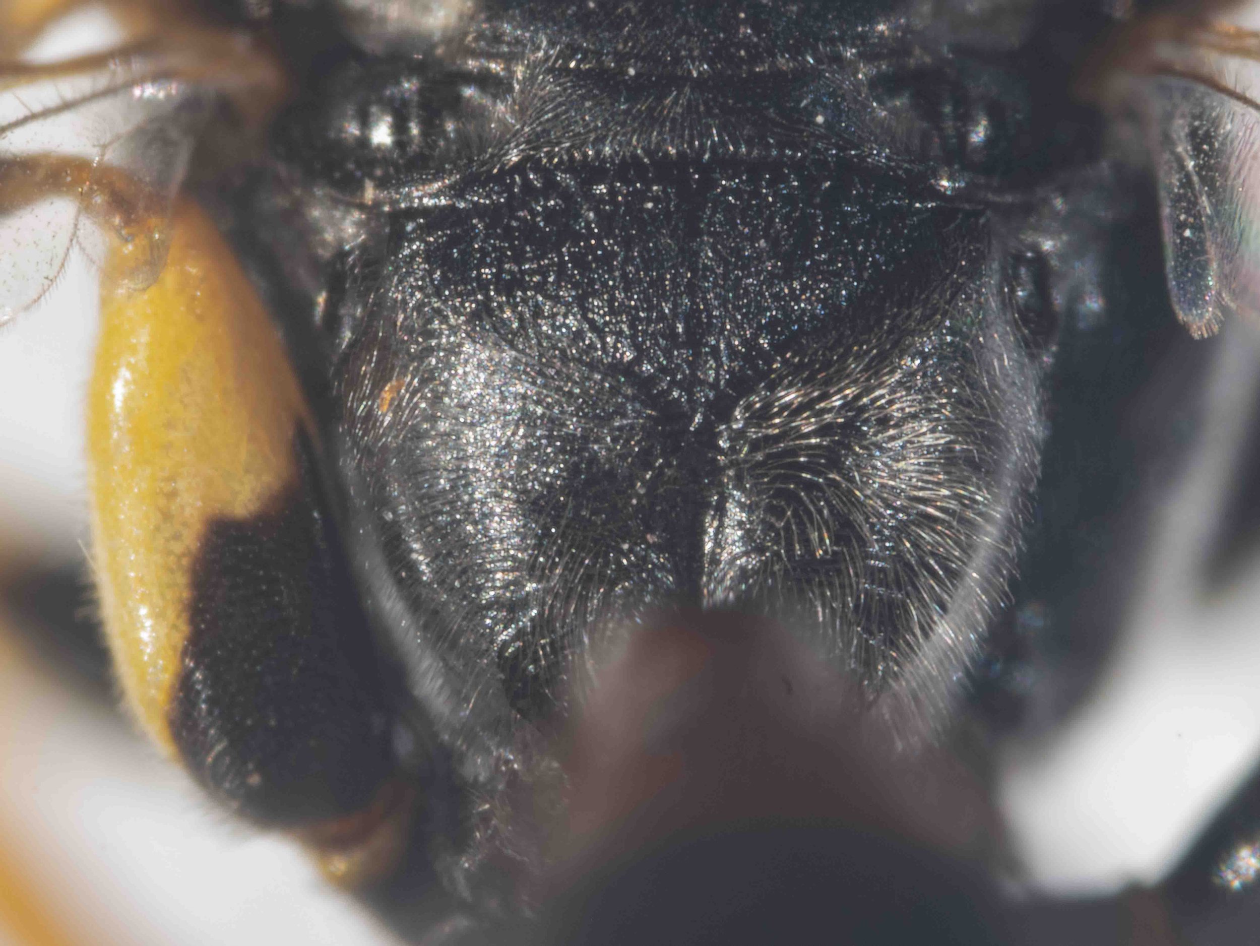  Key step 5: Propodeal enclosure: dull, rough-coriaceous, bisected by a well-defined longitudinal groove, and separated from the posterior part by an apical groove.   Propodeum beyond enclosure: strong transverse ridges in the apical part of the midd