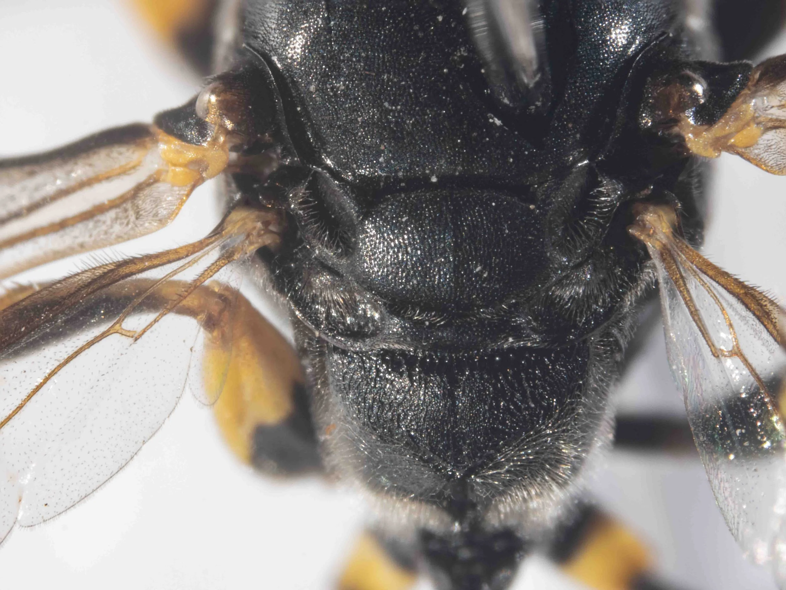  Key step 1: Metanotum flat or slightly convex. Scutellum not prominent at the posterior angles.  Key step 5: Enclosure rough, irregularly sculpted, visibly limited posteriorly by a groove. 