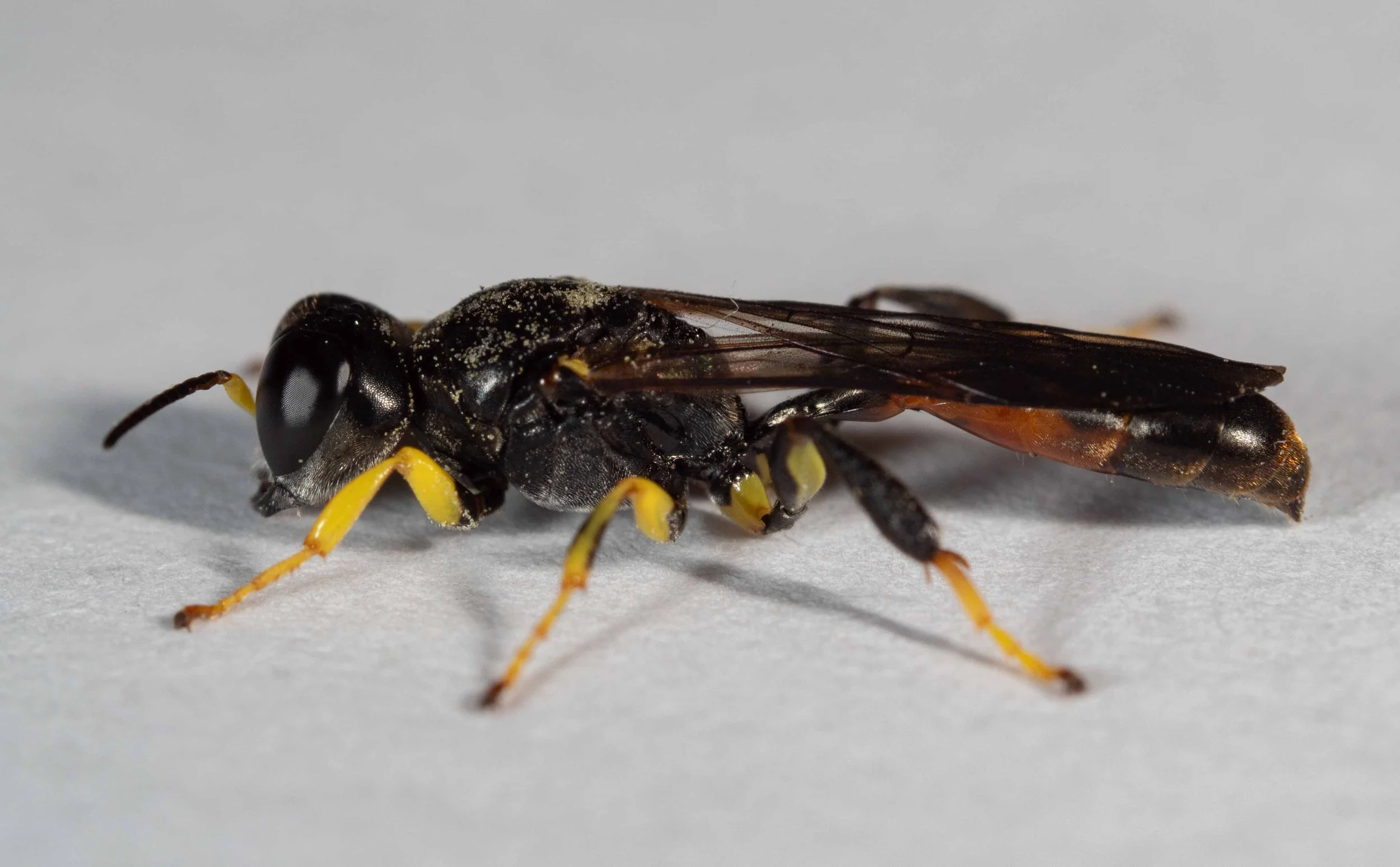  Femur 3: strongly depressed ventral surface; broadly yellow. Pronotal lobe: dark. Leg 3: tibia entirely black. 