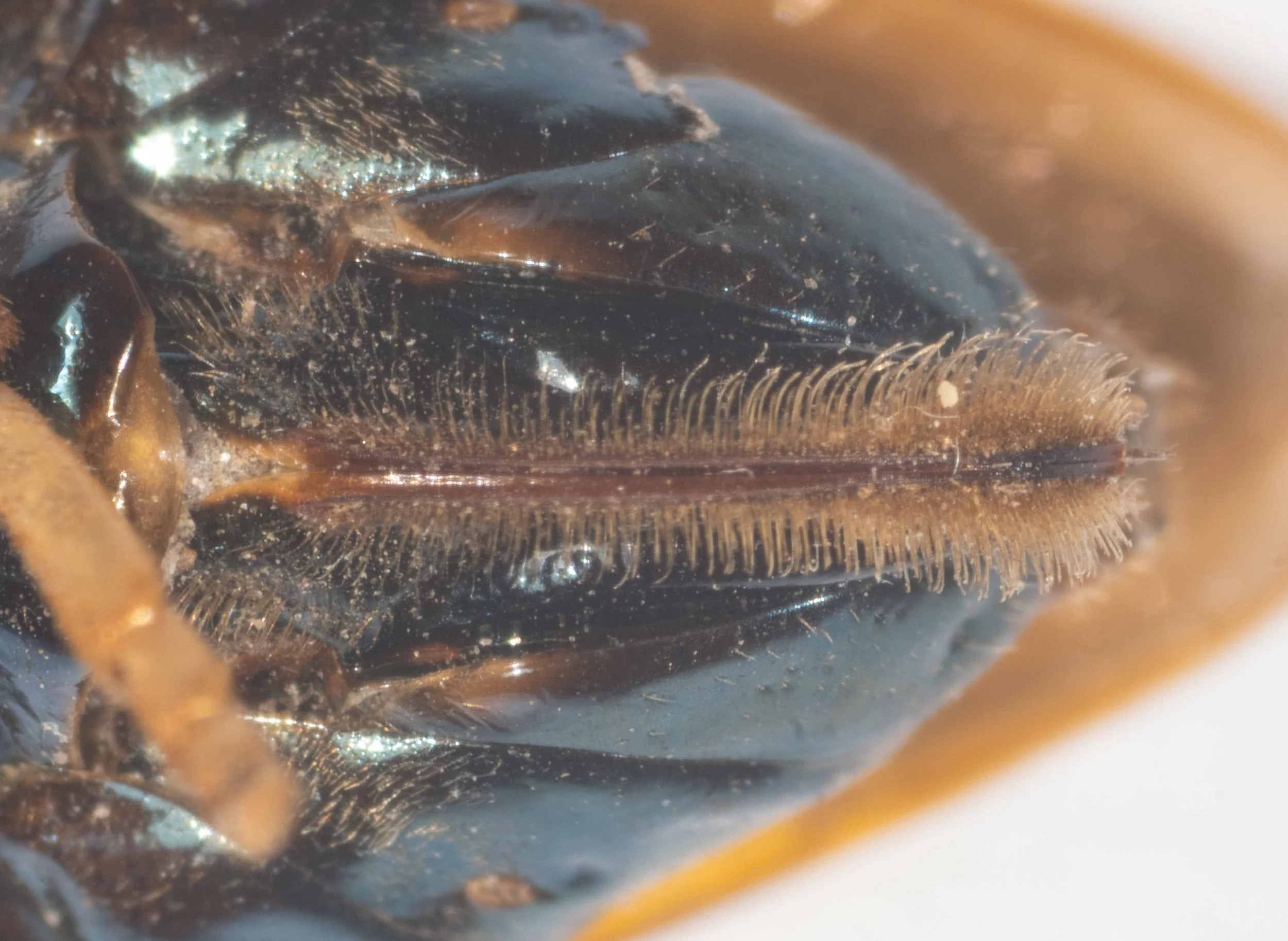  sawsheath in #PW043  Perga affinis ‍ ( iNaturalist observation , Chris Seager) - hairs on sawsheath are more closely spaced than in  P. dorsalis  and lack their spoon shape  