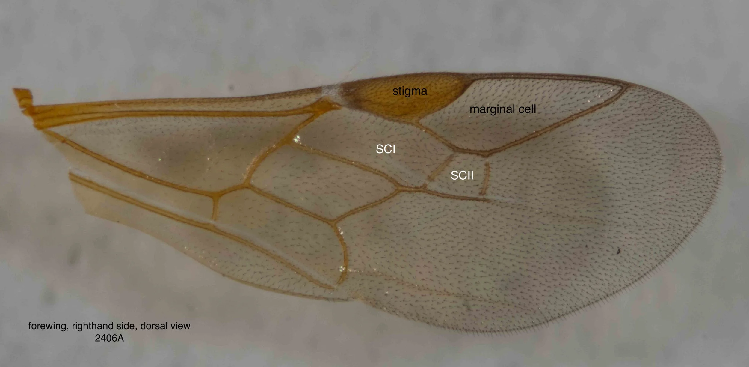 2 submarginal cells is typical