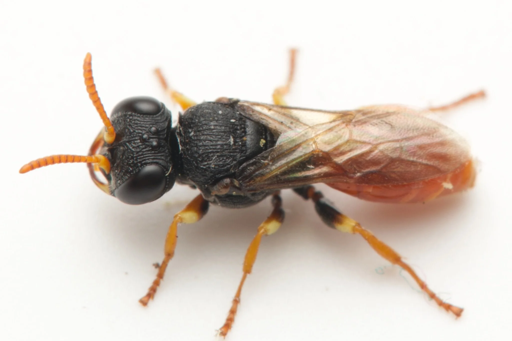 Arpactophilus (PEMPHREDONINAE)