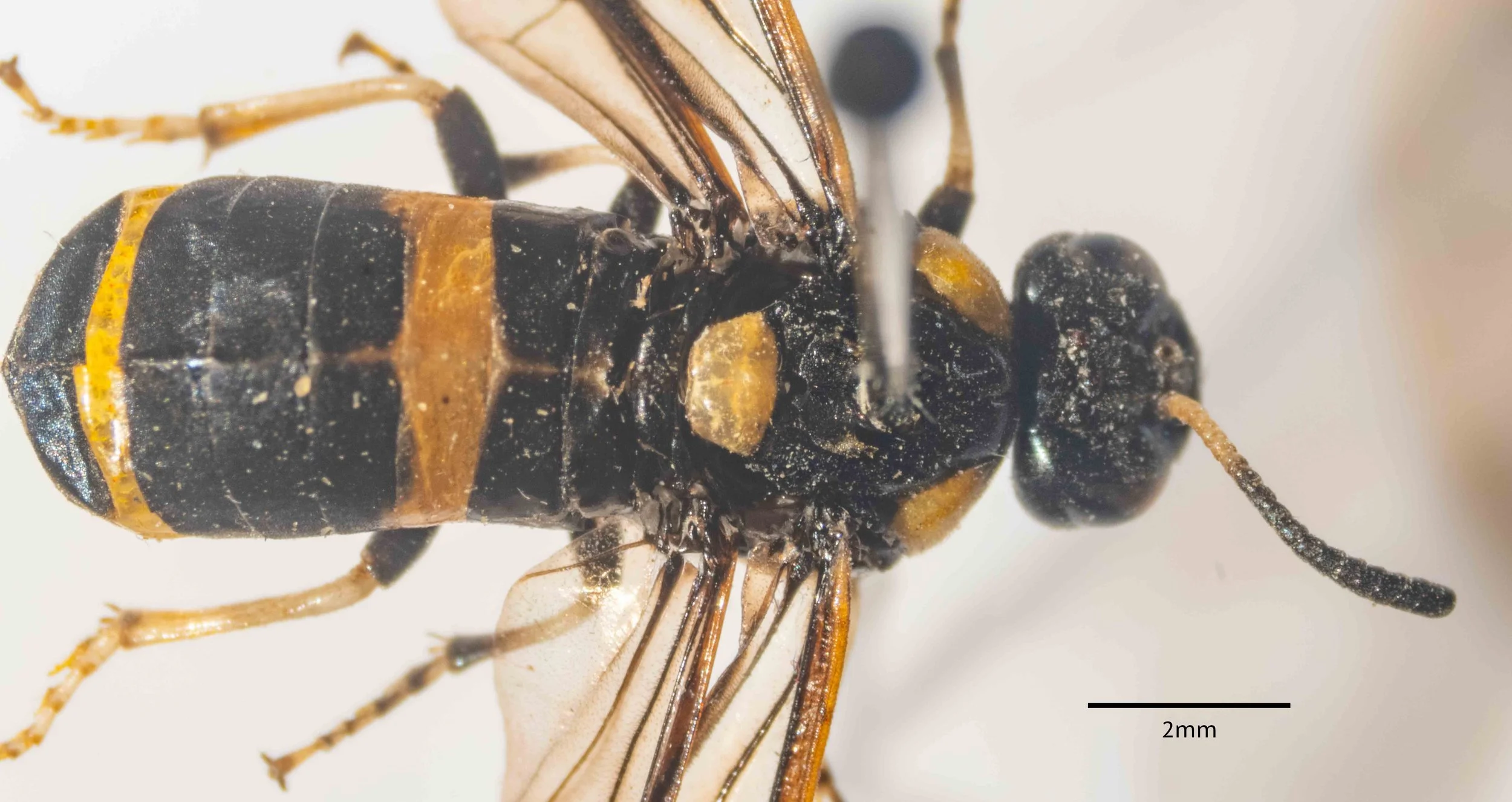 #1 - habitus, dorsal view