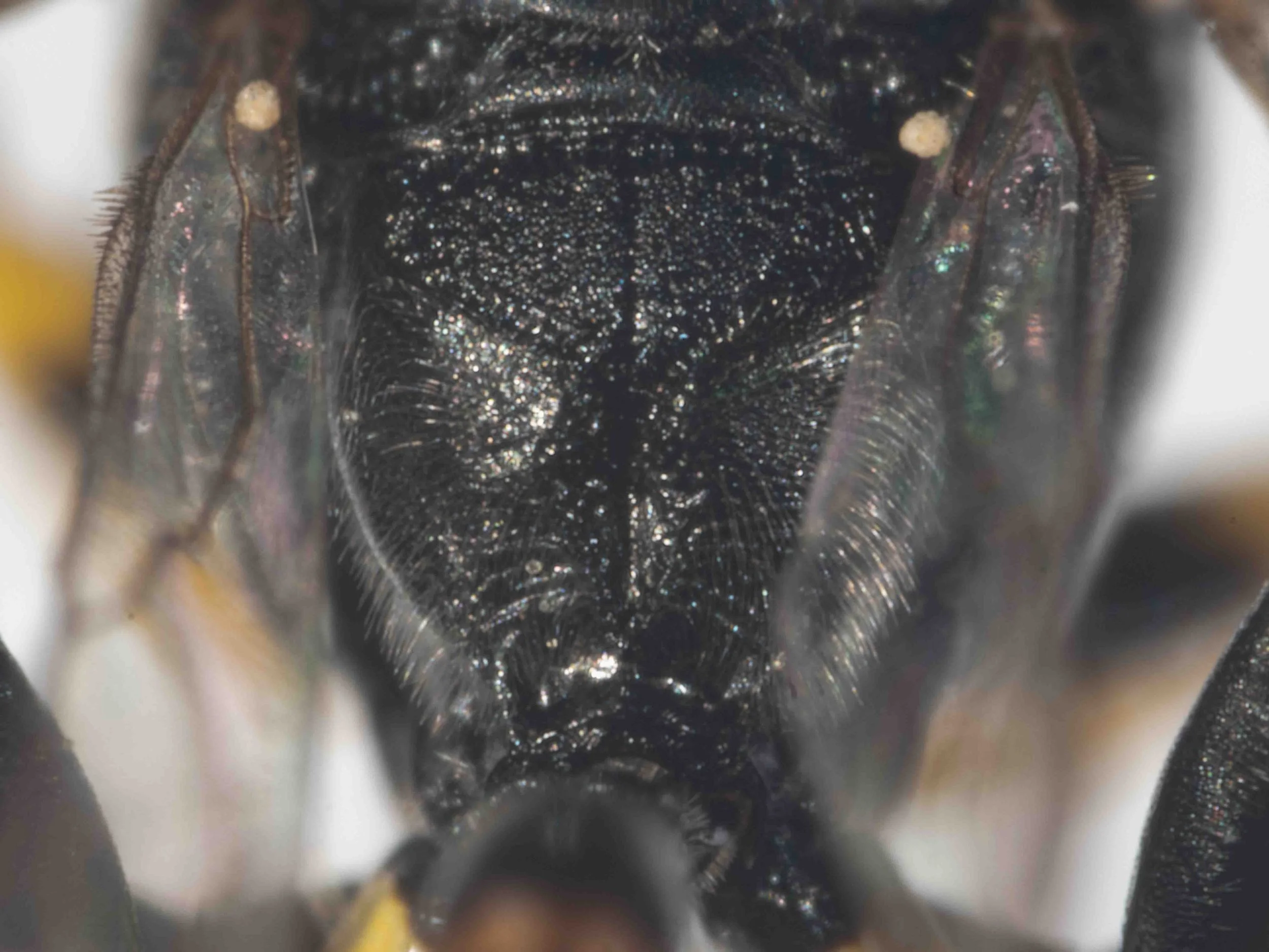  Note: the 2 yellow spots are plant material (wattle blossom) 