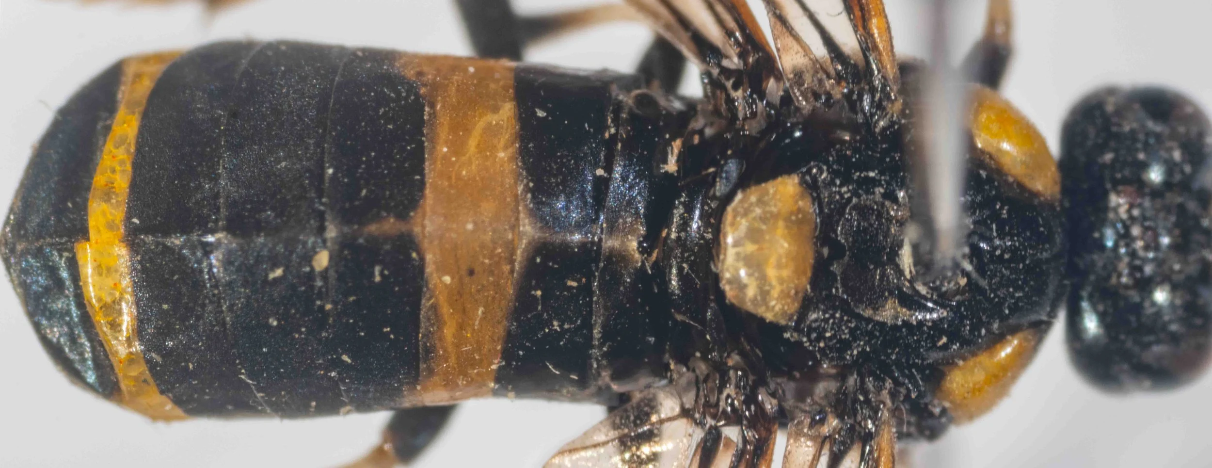 #1 - detail dorsal view