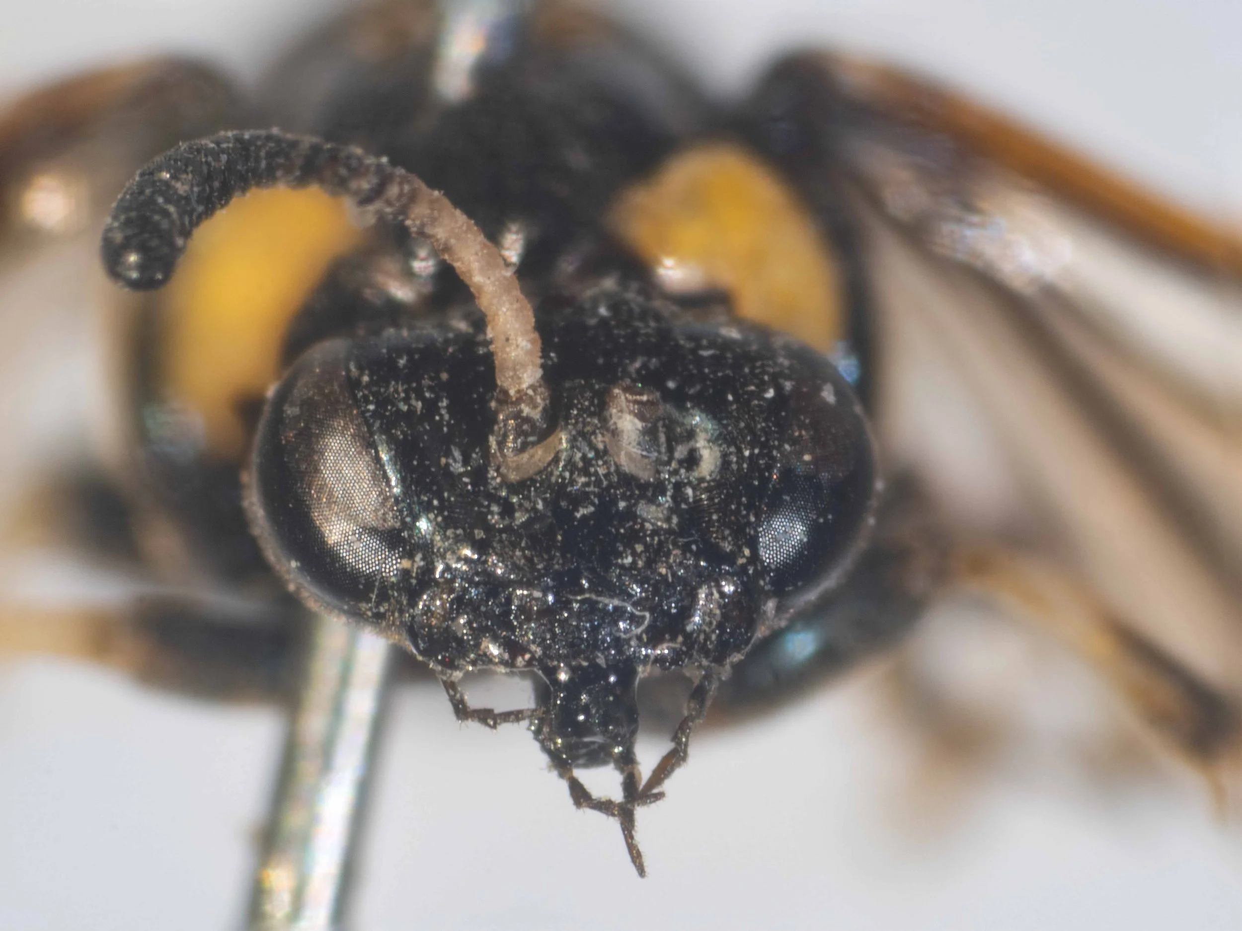 #1 - frontal view head