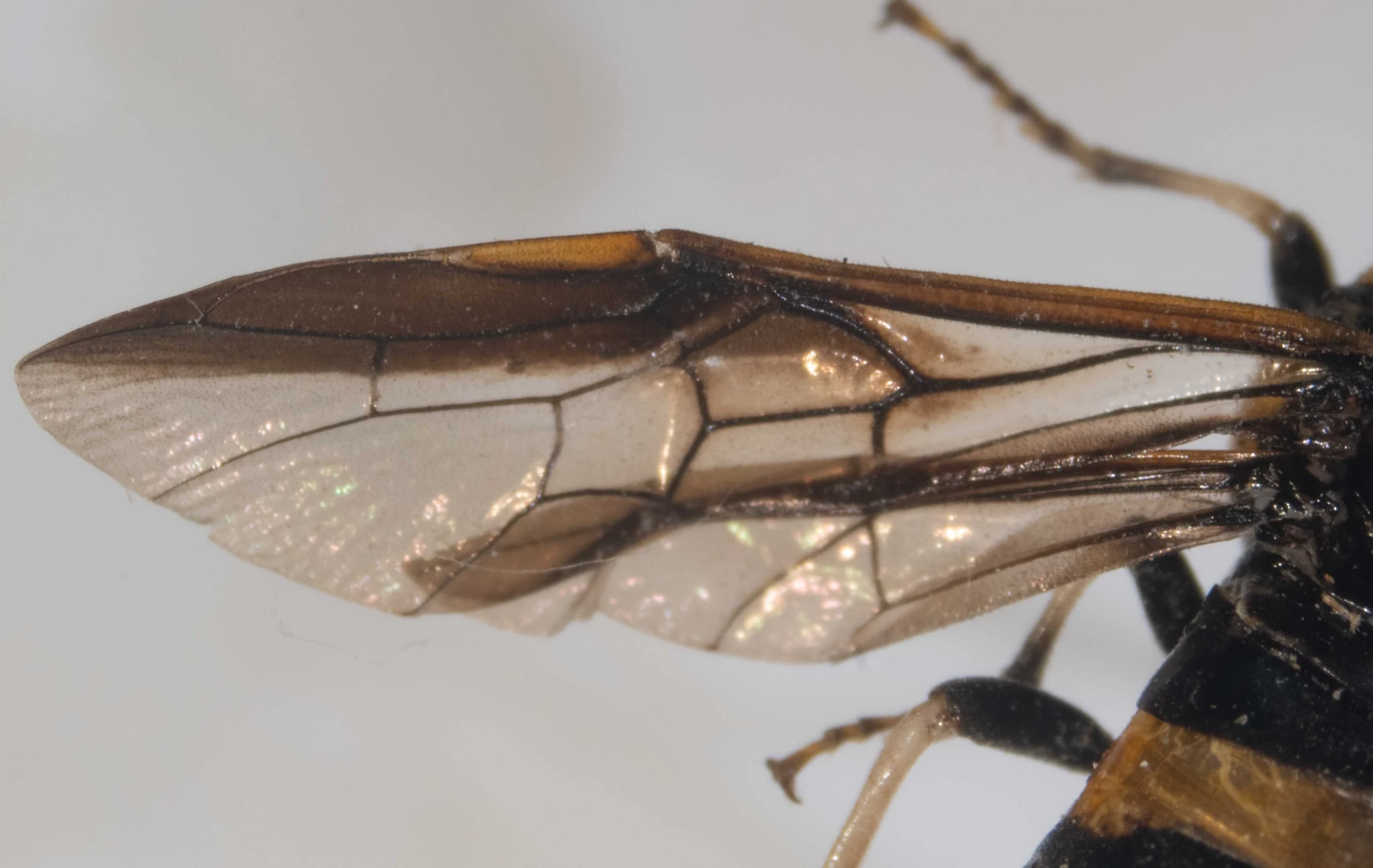 #1 - left fore and hind wing, dorsal view