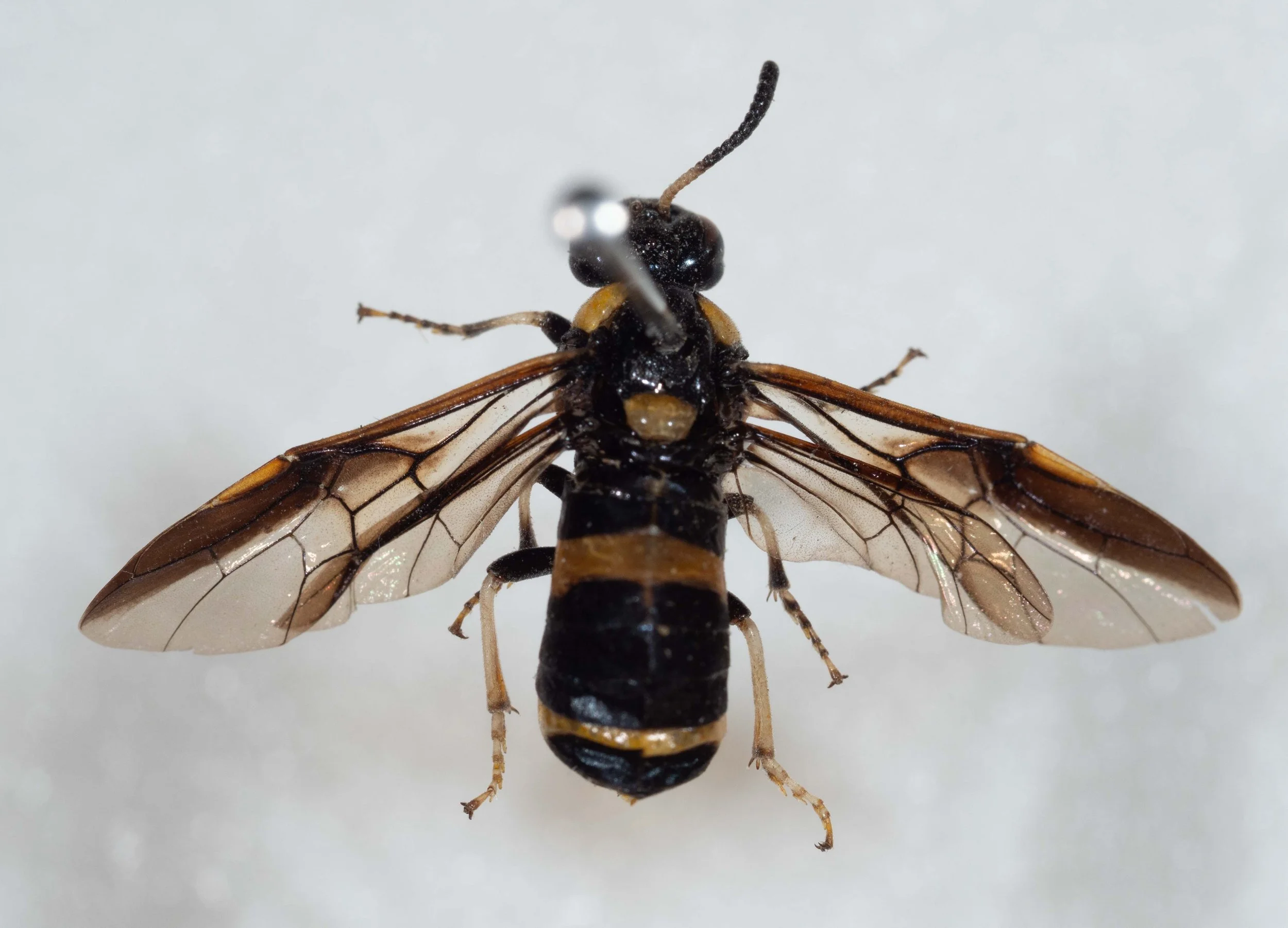 #1 - habitus, dorsal view