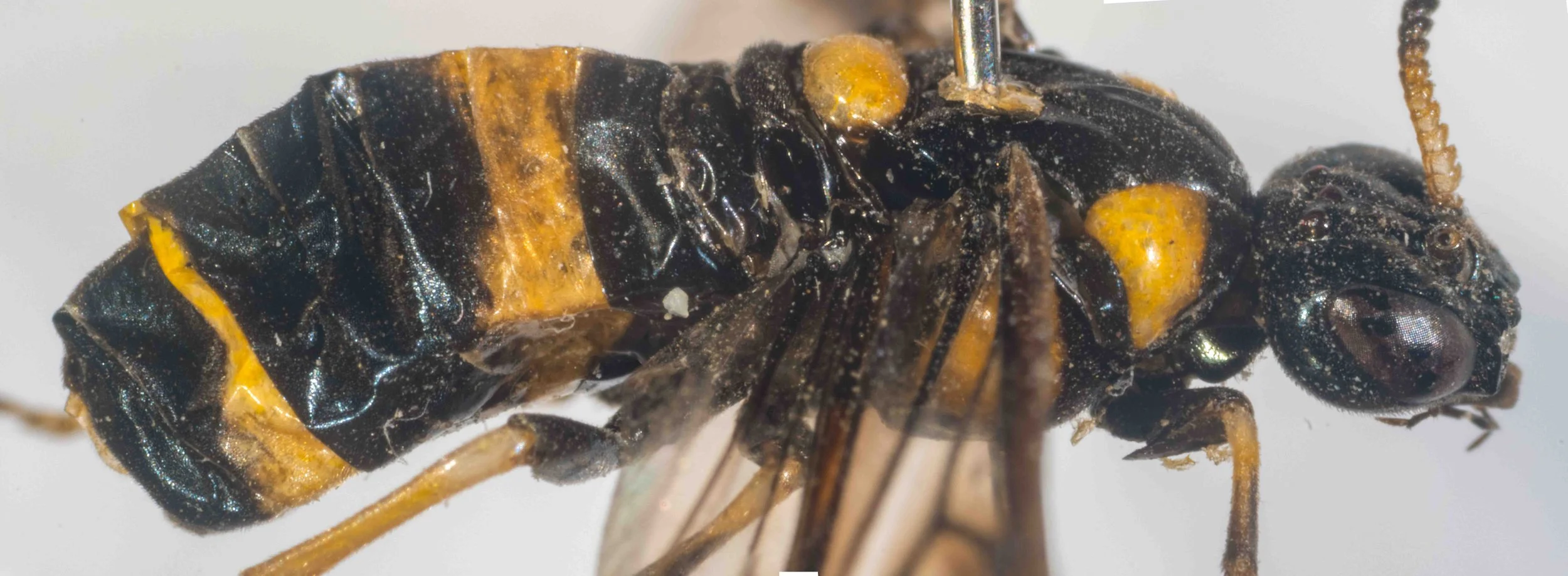 #2 - lateral view detail