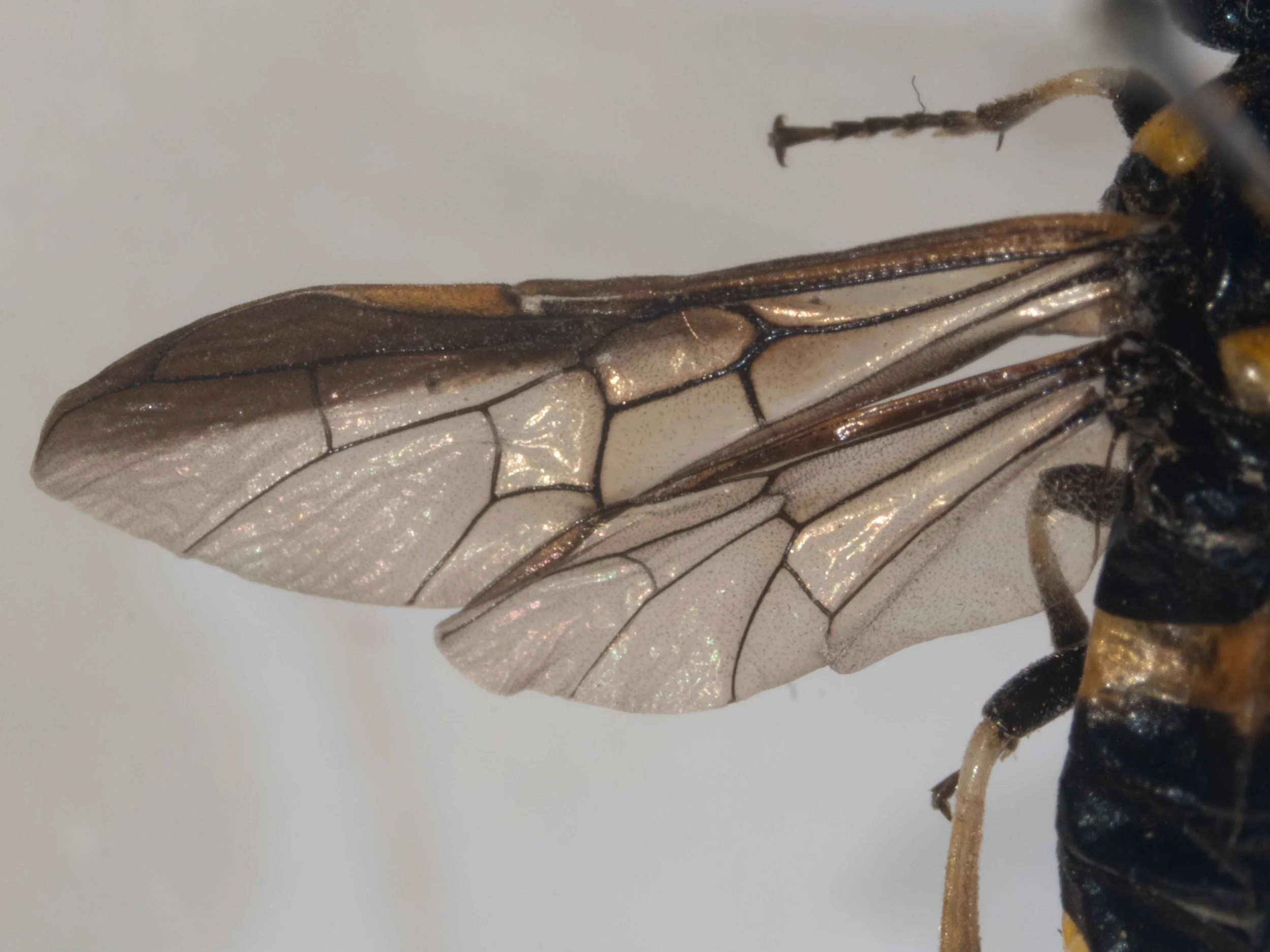 #2 - left fore and hind wing