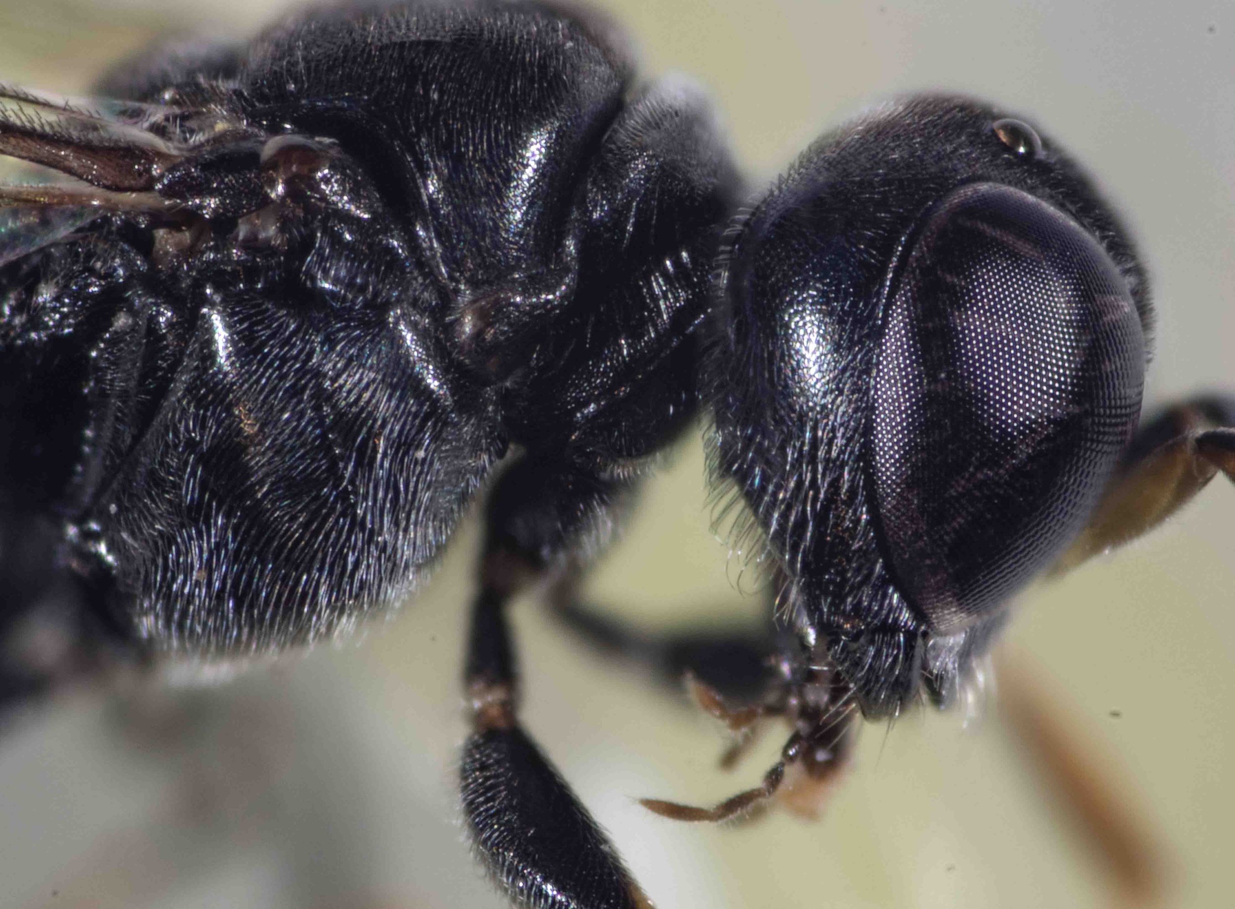 prepectus; pronotal collar