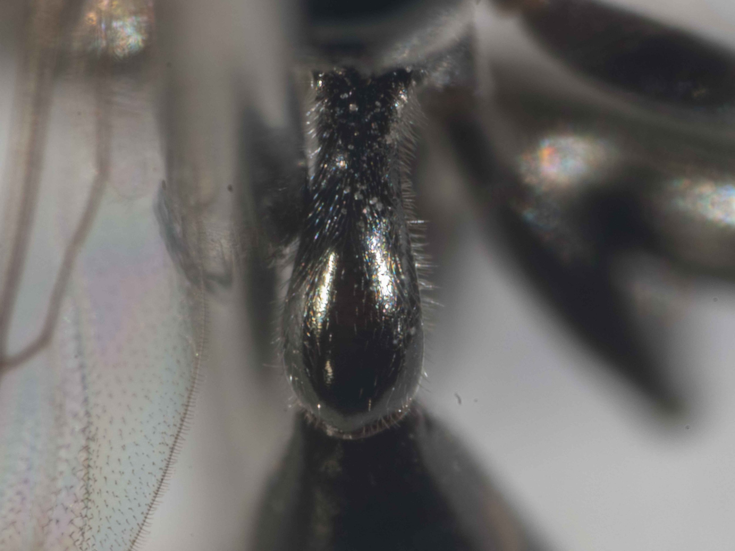 segment I metasoma (dorsal)