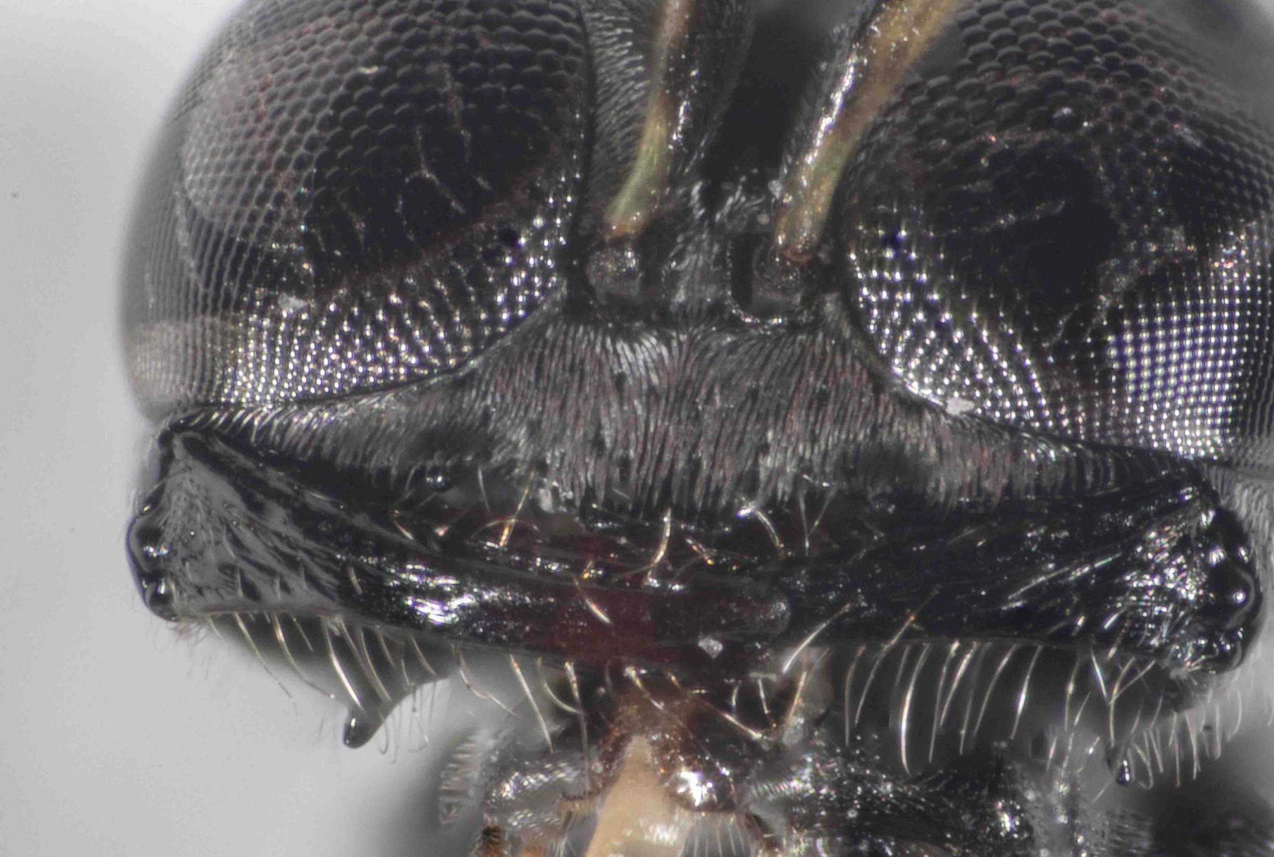 inter-antennal space