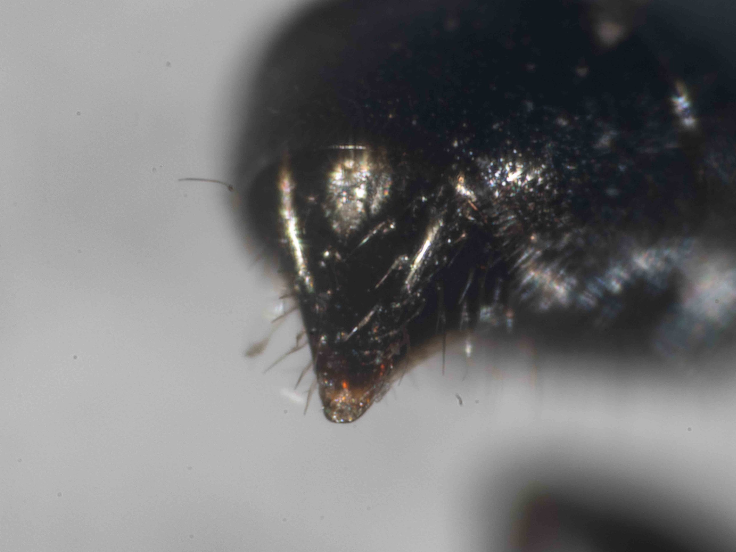 pygidial plate punctation