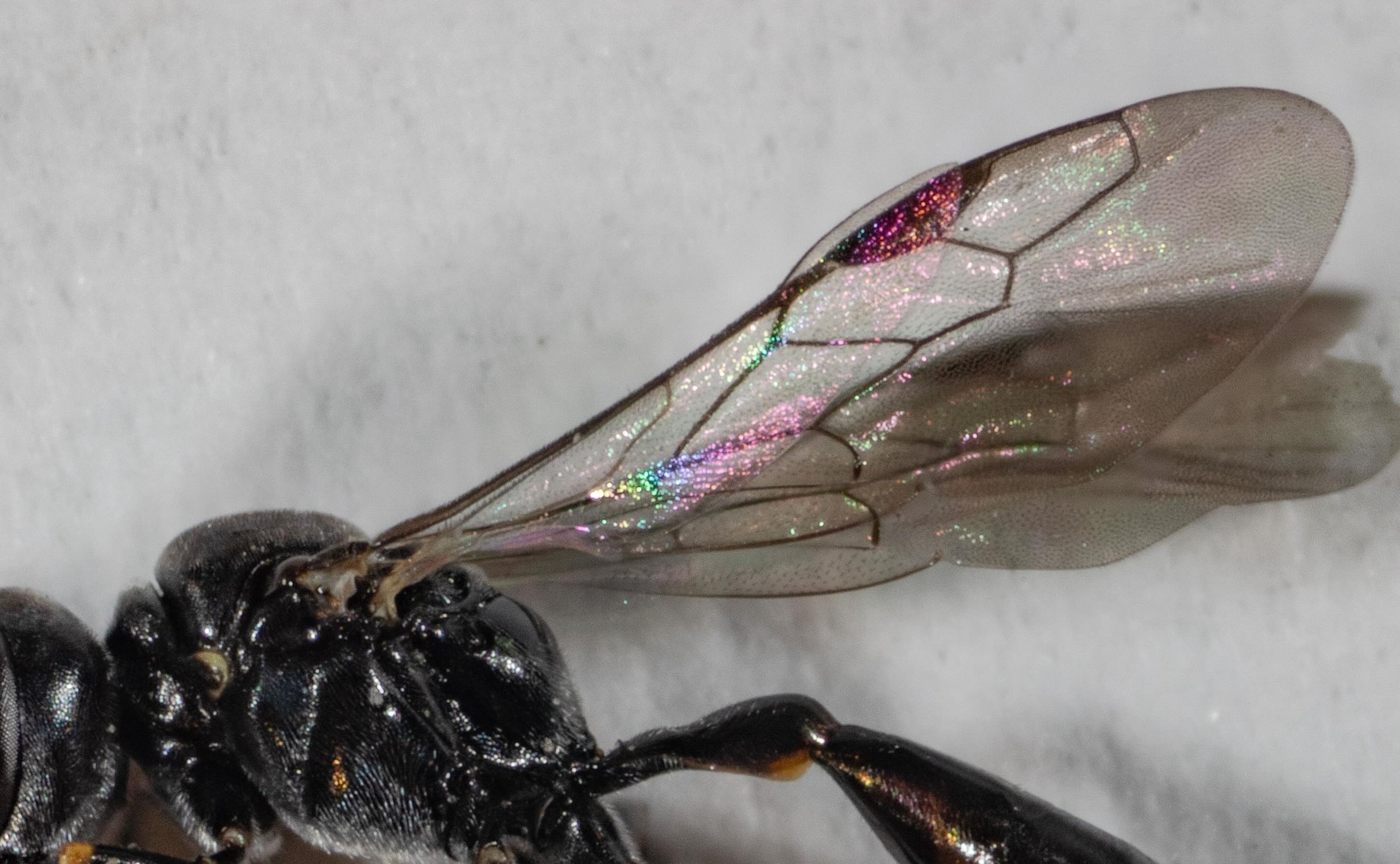 P9030089-Edit copy.jpg