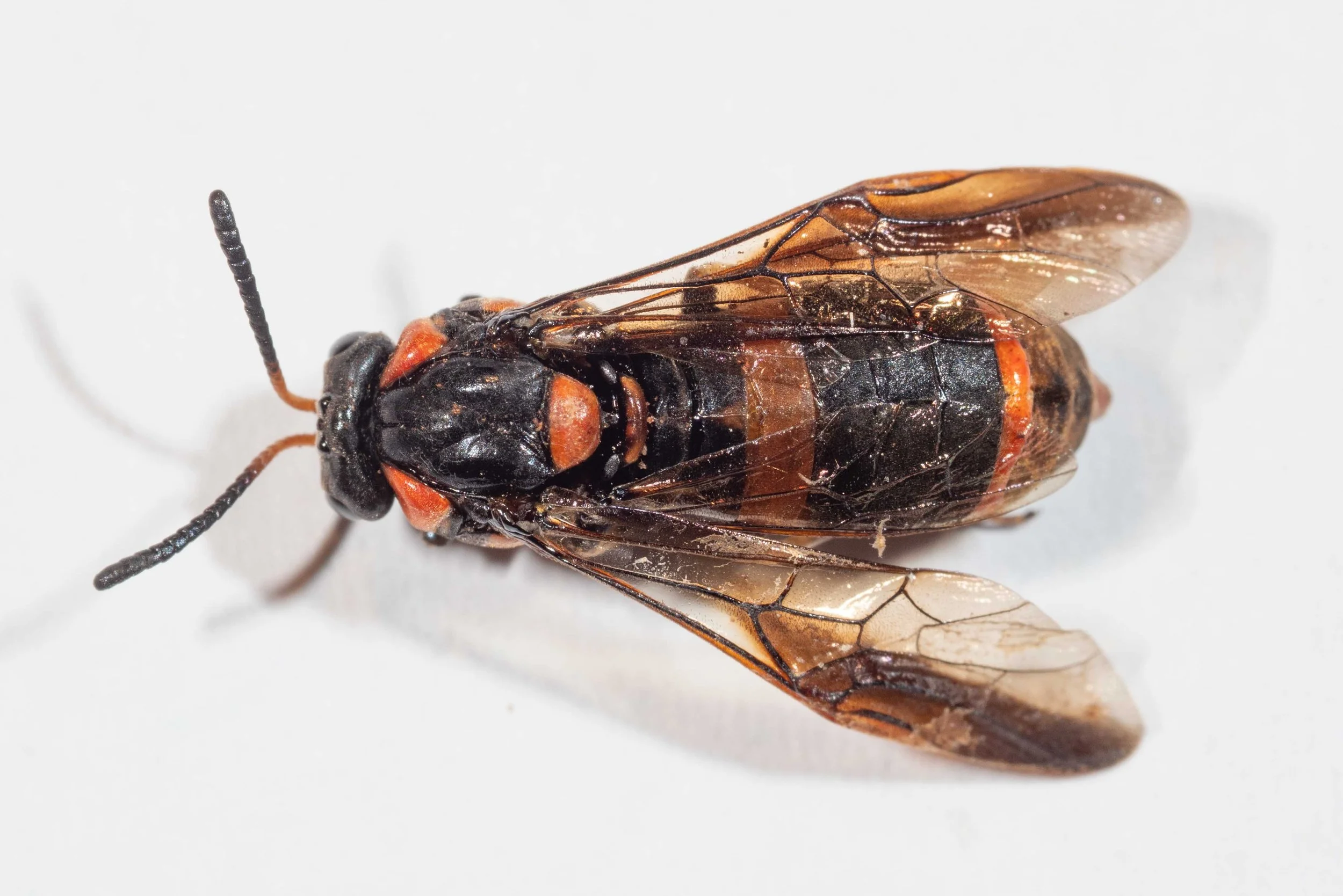 Pterygophorus sp. (PTERYGOPHORINAE) PW103