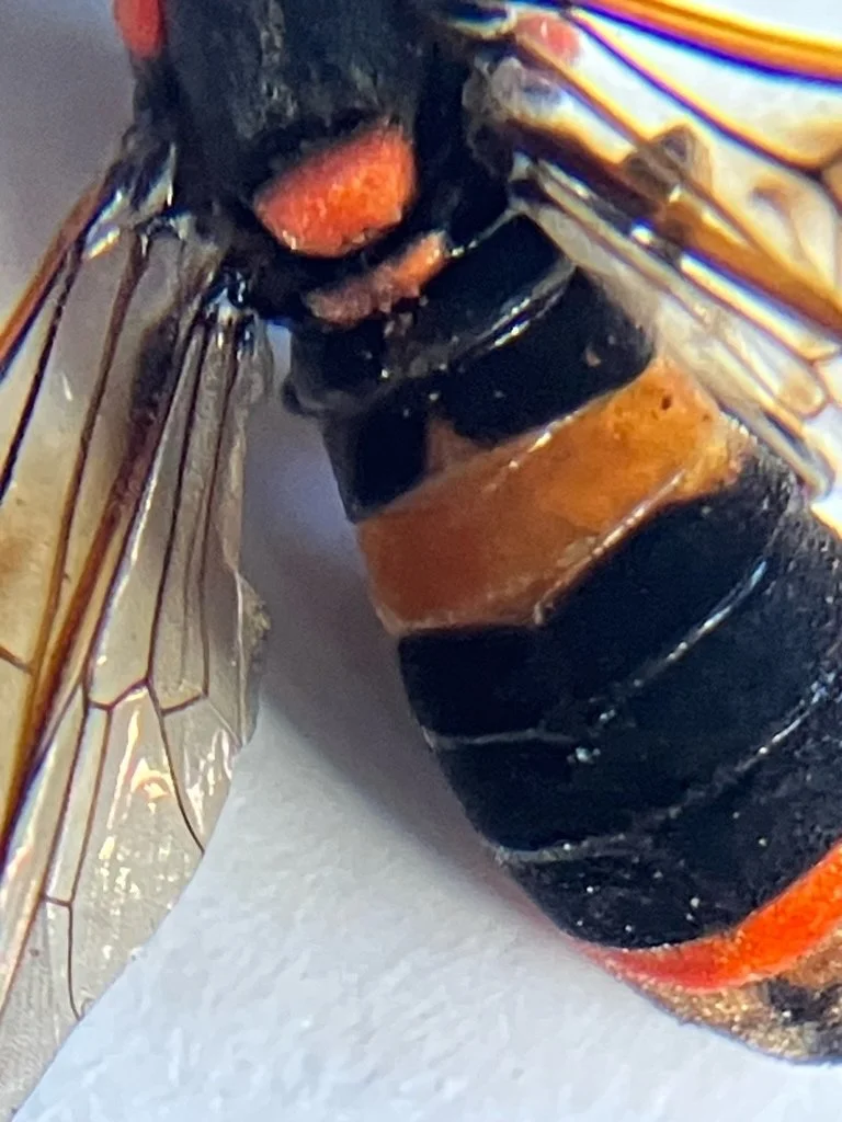 Female soon after emergence on 2/3/26