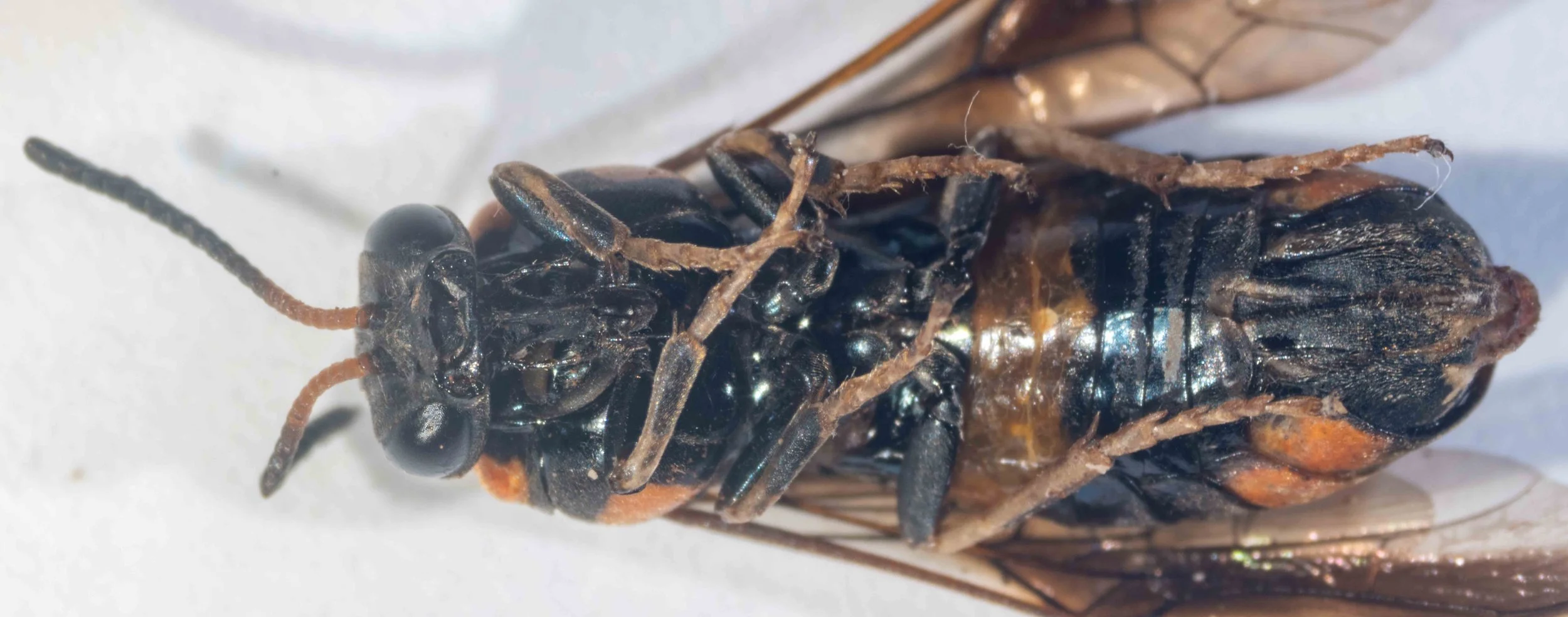 Abdomen with two coloured bands