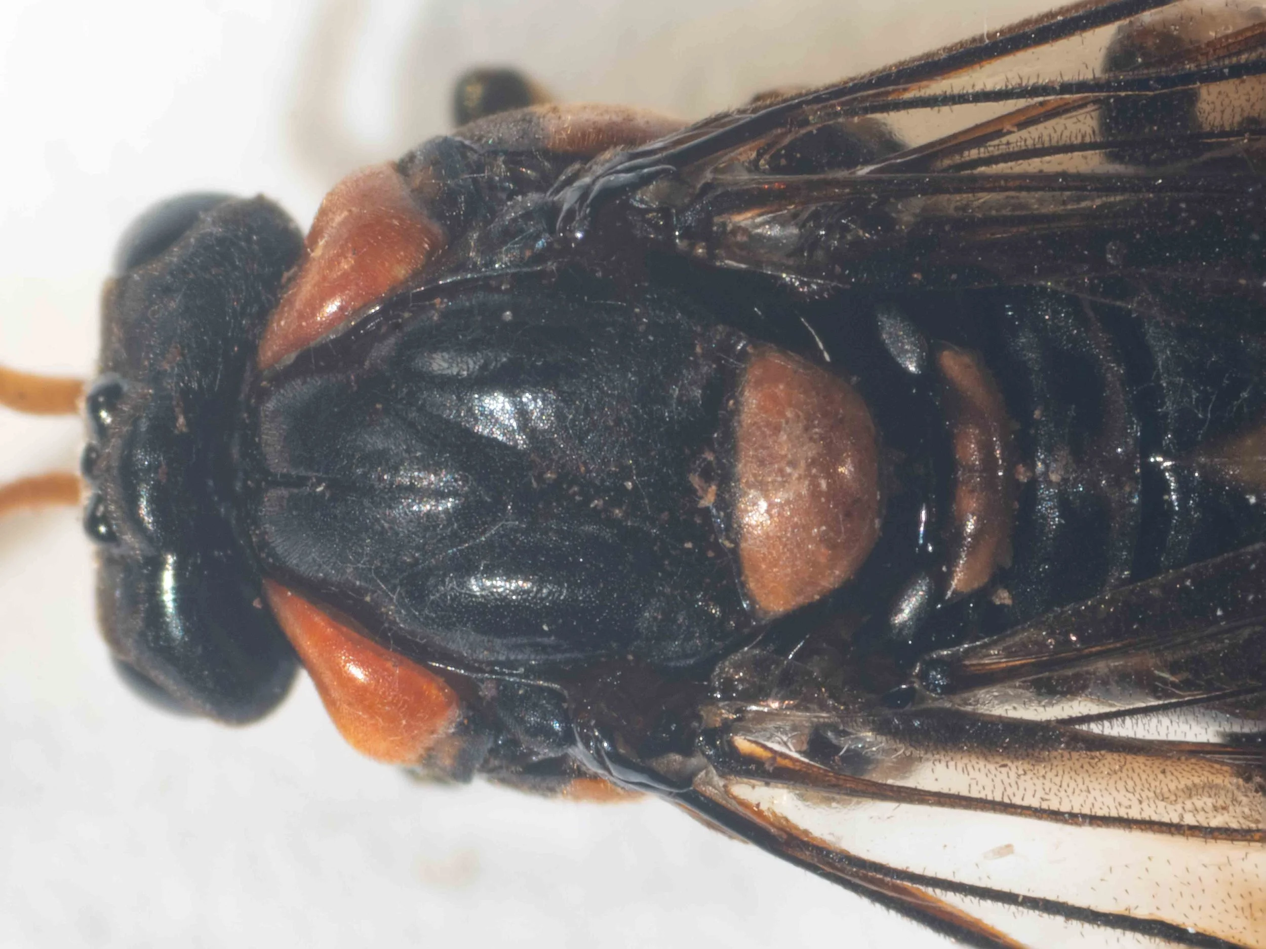 Head, thorax morphology and colour