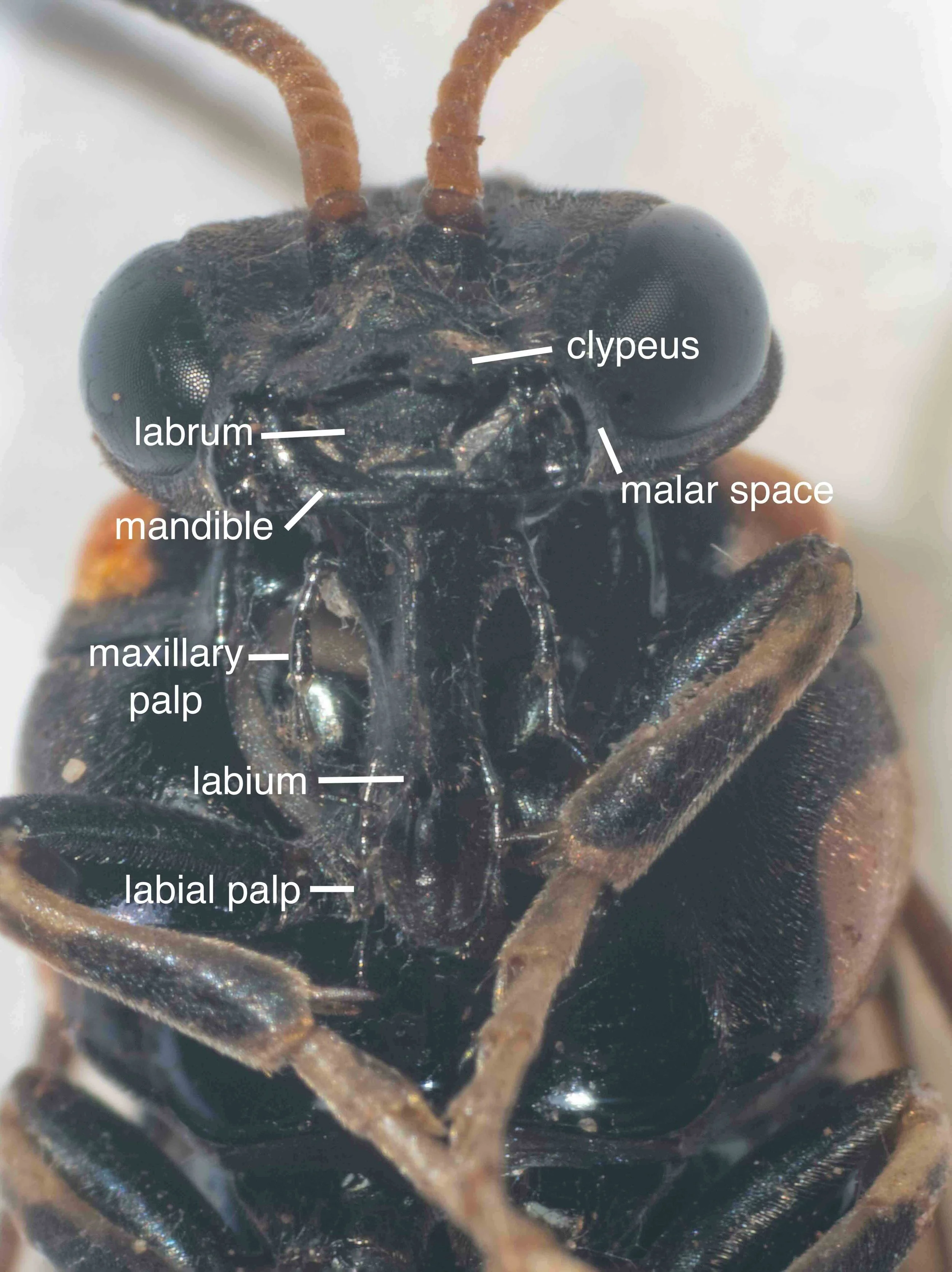 Head and mouthpart morphology