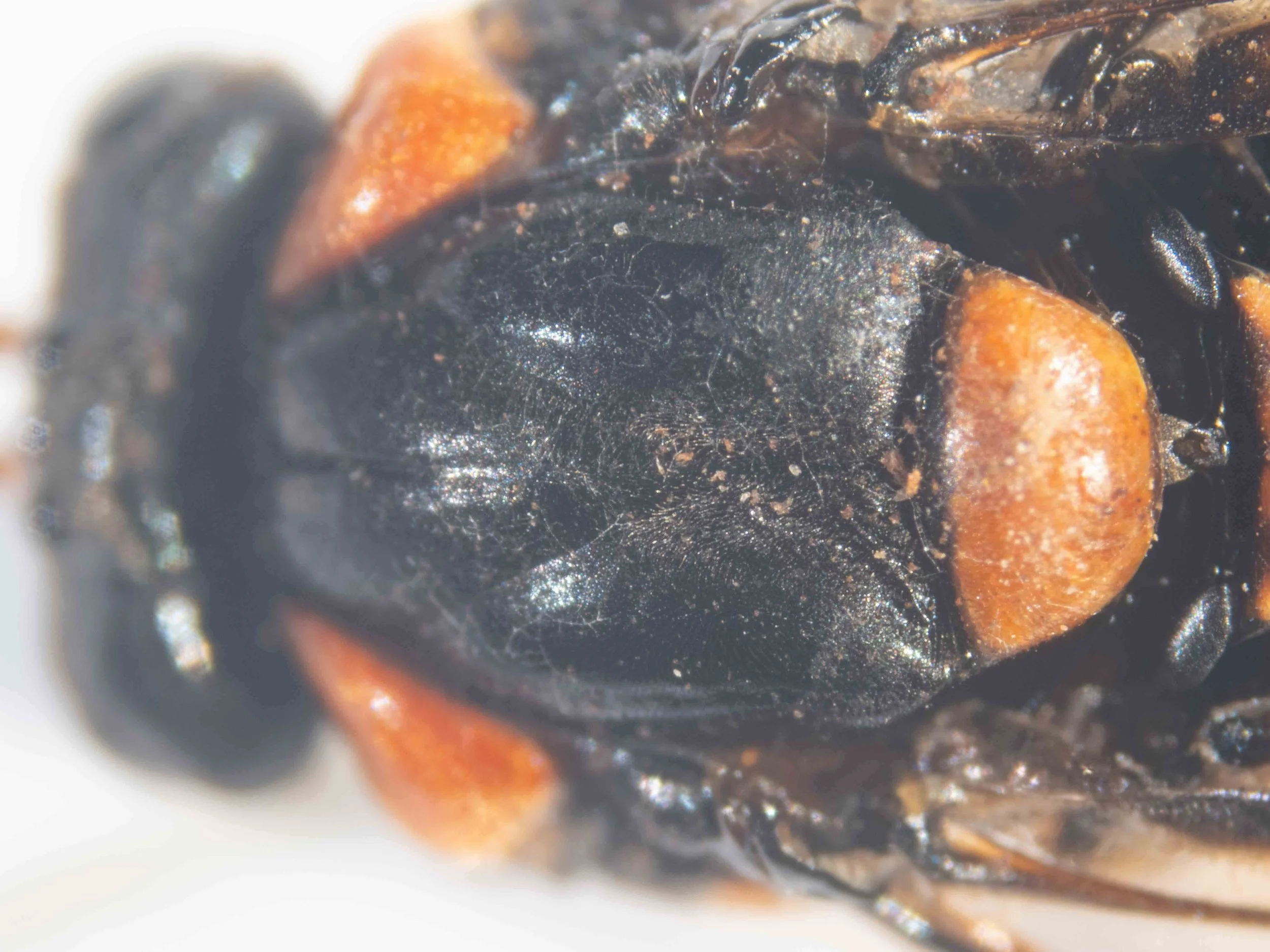 Thorax morphology and colour