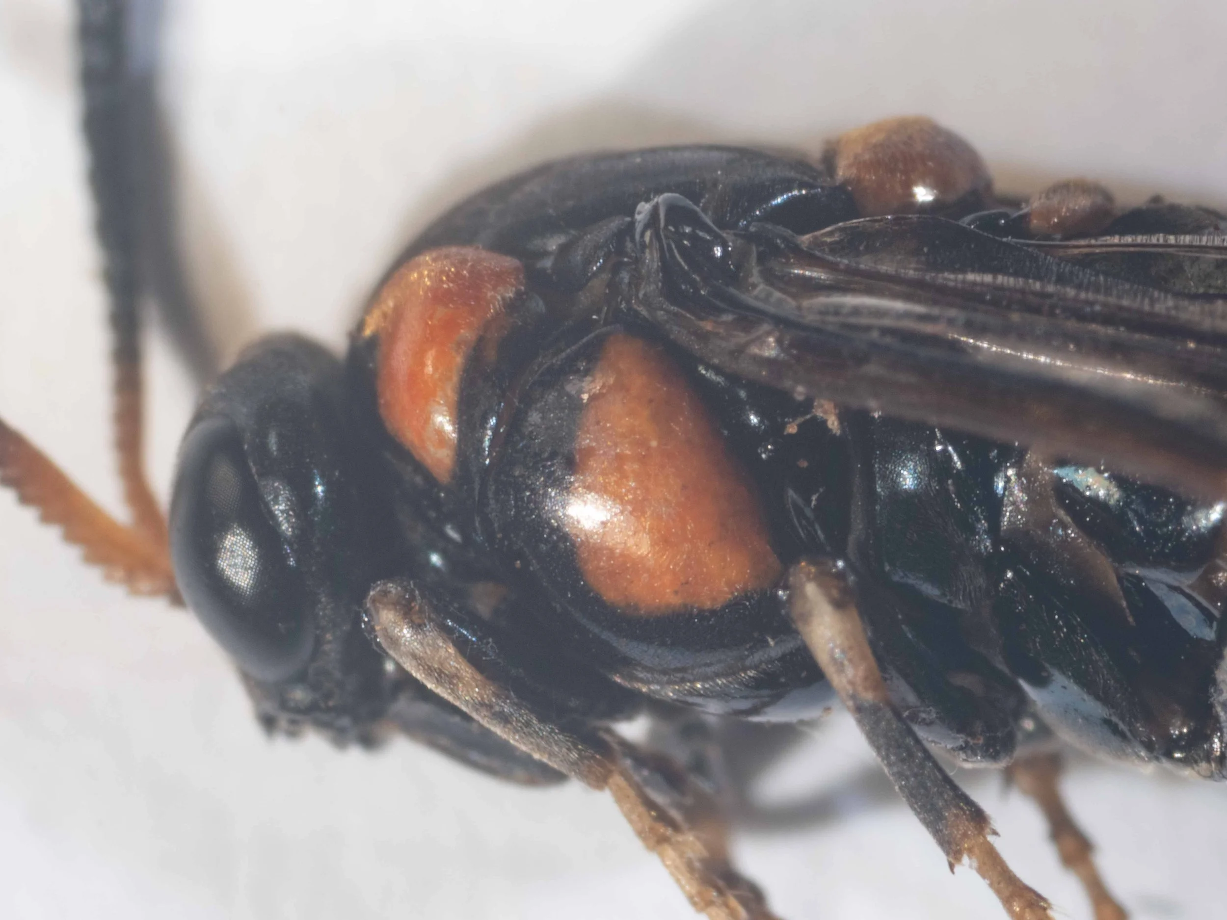 Thorax morphology and colour