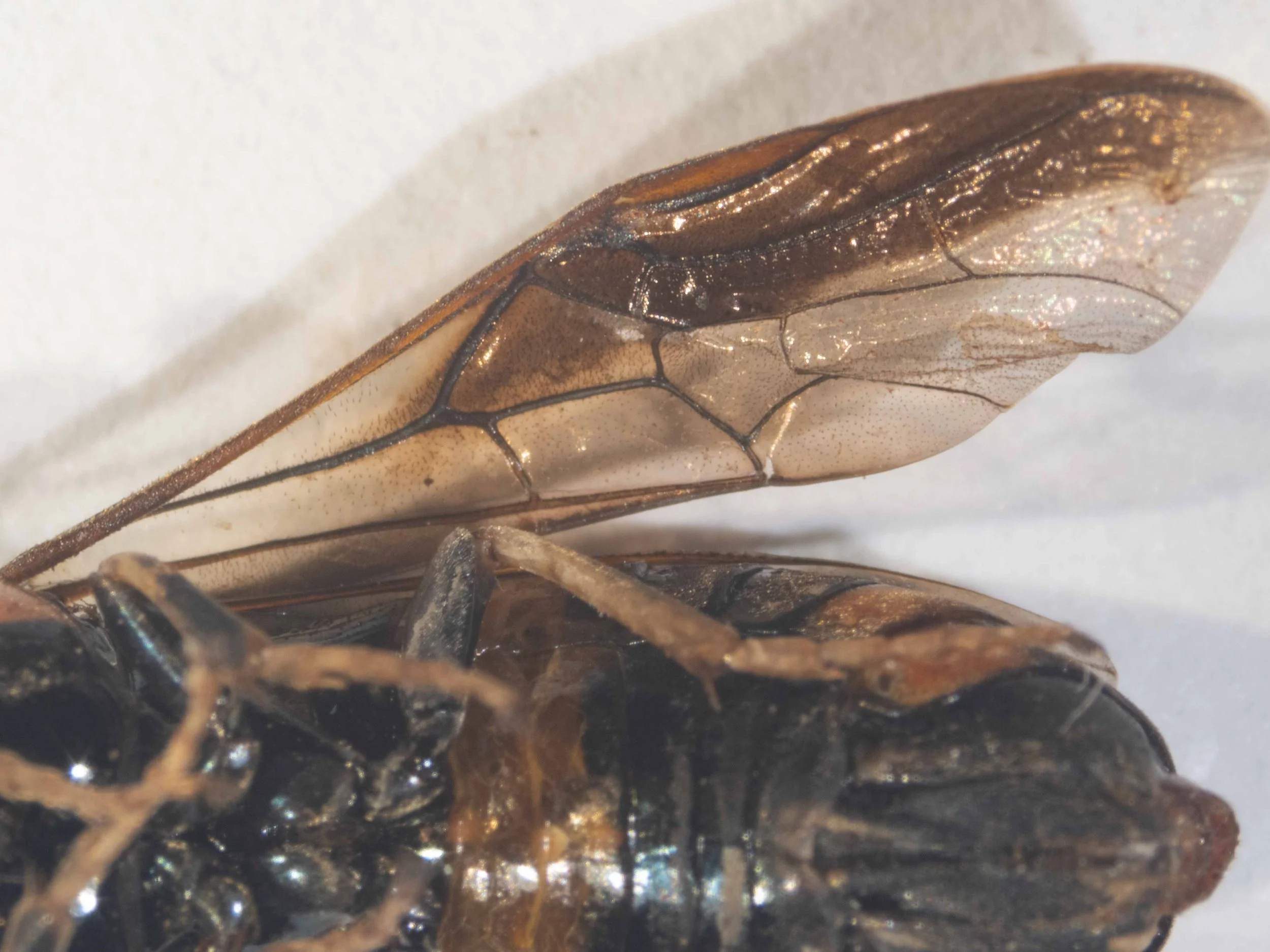 Forewing ventral view