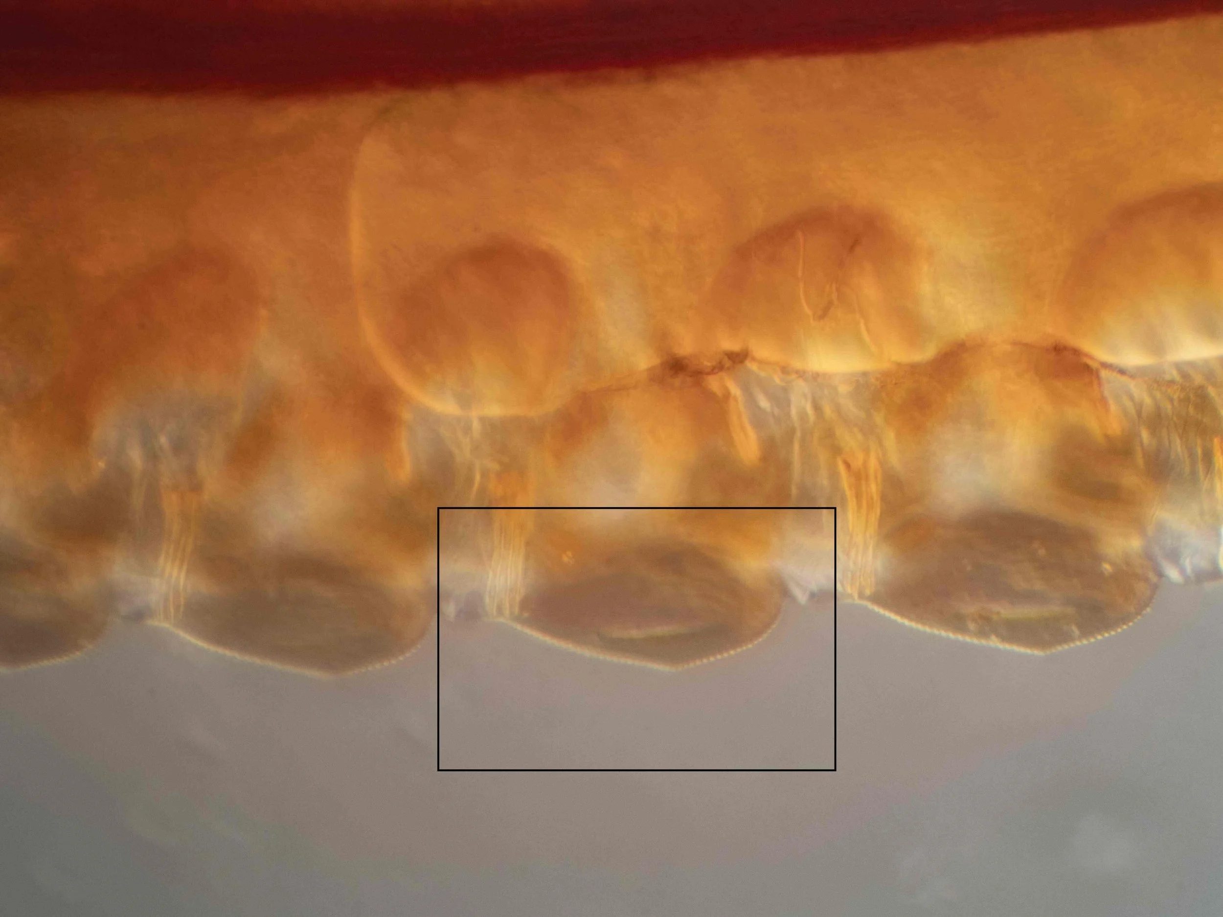 Teeth #9, 10, 11 from saw tip