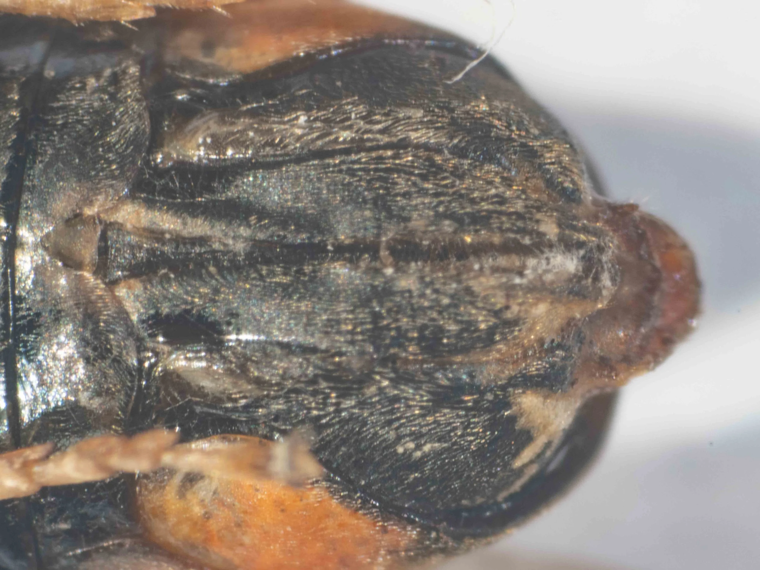 Ventral view of end of abdomen