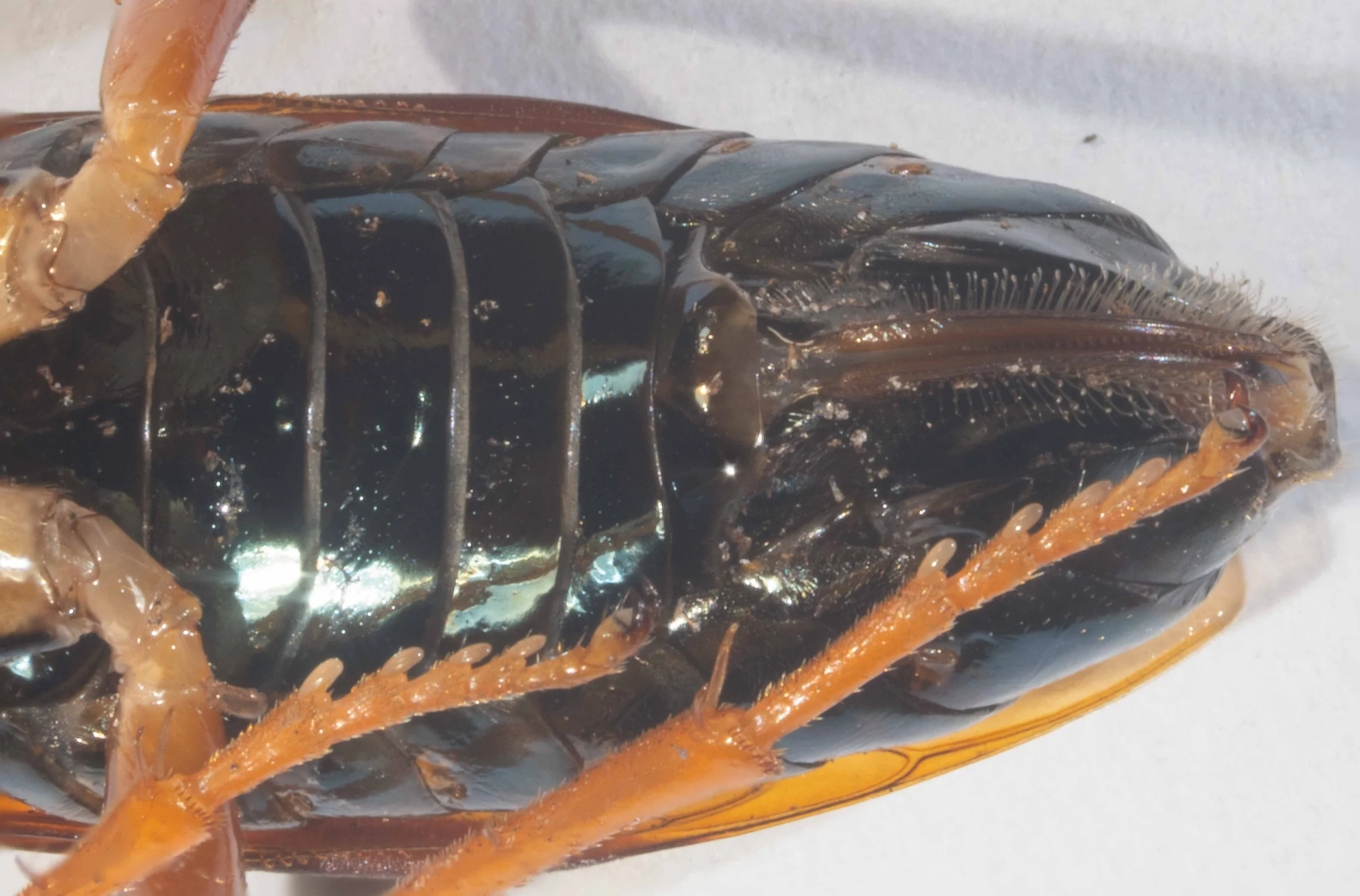 Ventral view of abdomen of Perga dorsalis