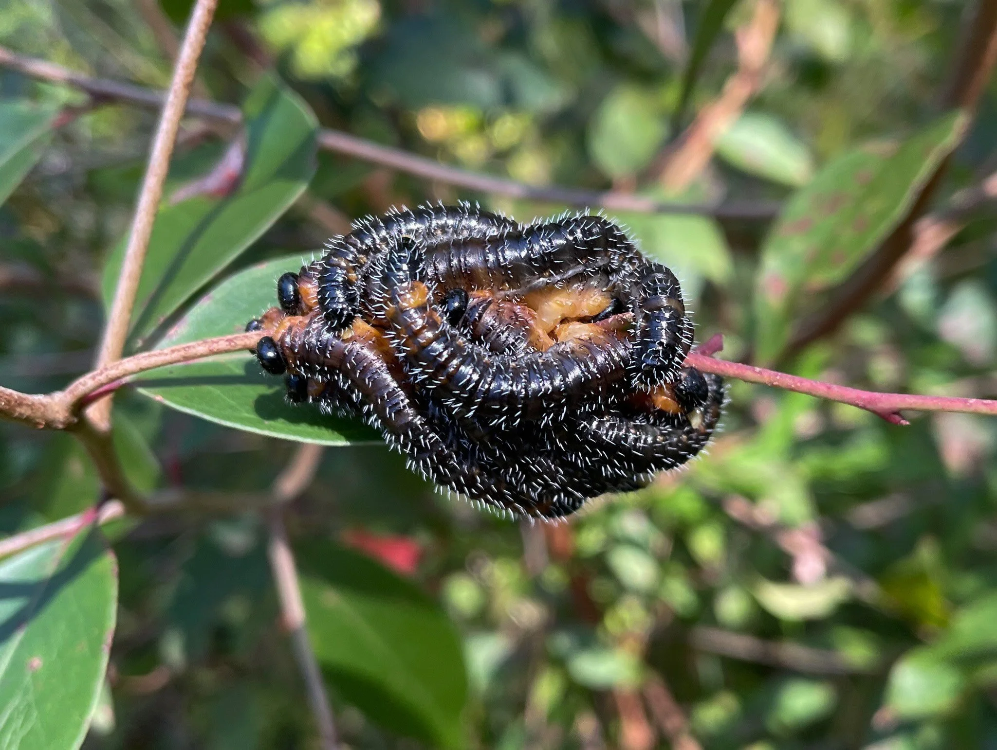 Perginae larva breeding biology