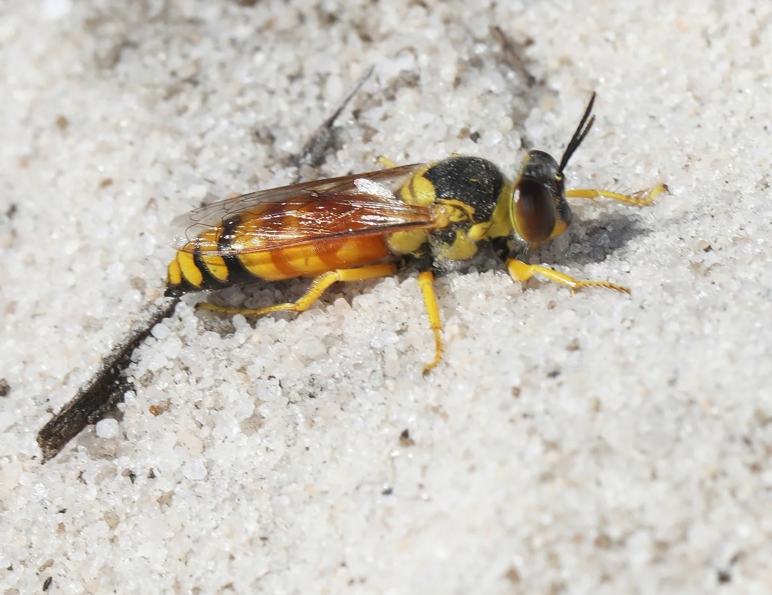 Bembix olba, B. wilcannia &amp; the like