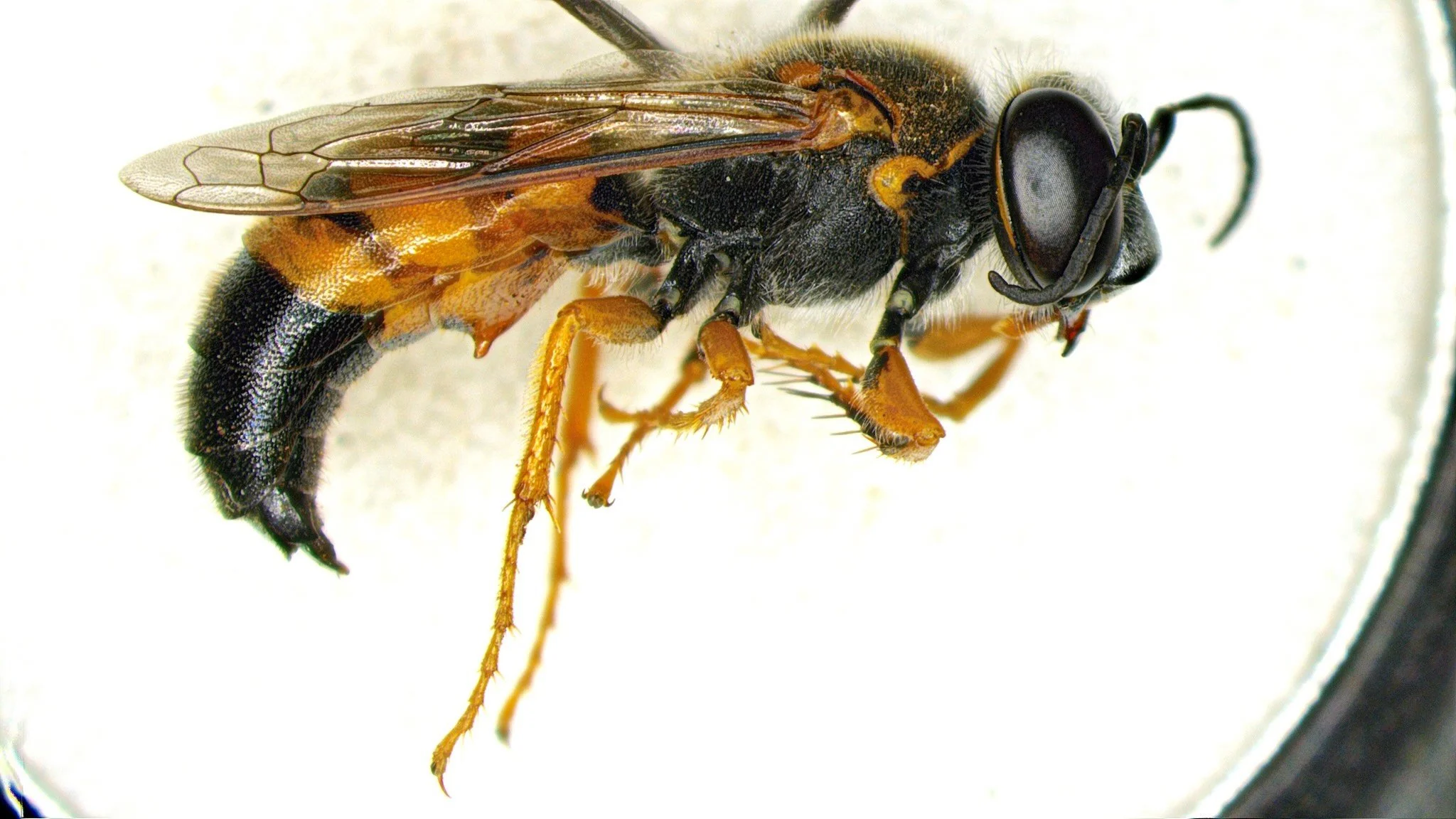    B. wilcannia    - T1-3 broad orange bands apically, B basally - clypeus entirely black - mesopleura &amp; venter black - S2 process small, angulate   image courtesy LGJ:    https://inaturalist.ala.org.au/observations/337896162   