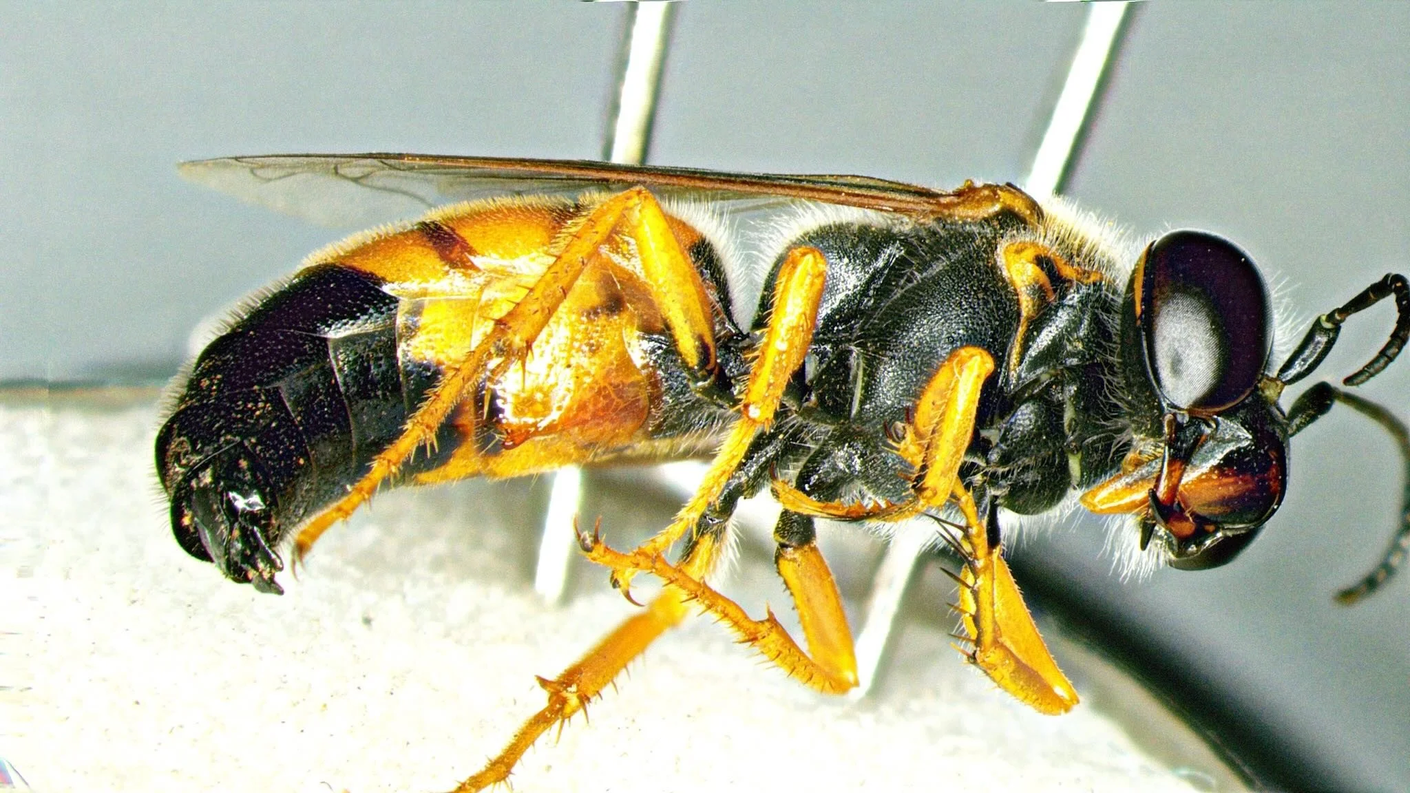 LGJ iNat 337896162 b.jpeg