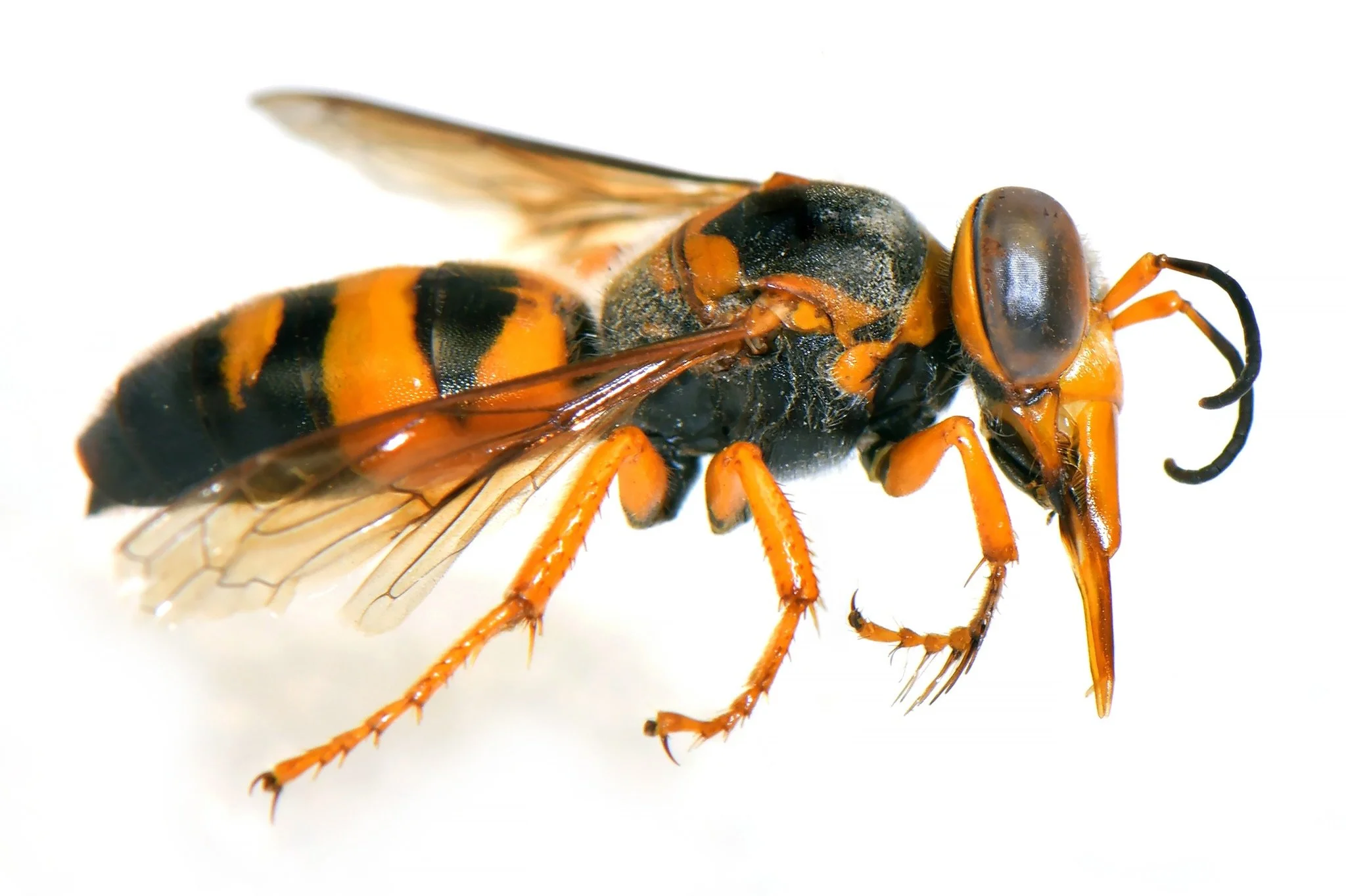    B. aureofasciata,   based on:  - infuscated wings  - mesopleura black - T1-2 black with orange markings  - T3 orange mark not reaching sides - T4-6 entirely black   image courtesy Jean Hort:    https://inaturalist.ala.org.au/observations/68678881 