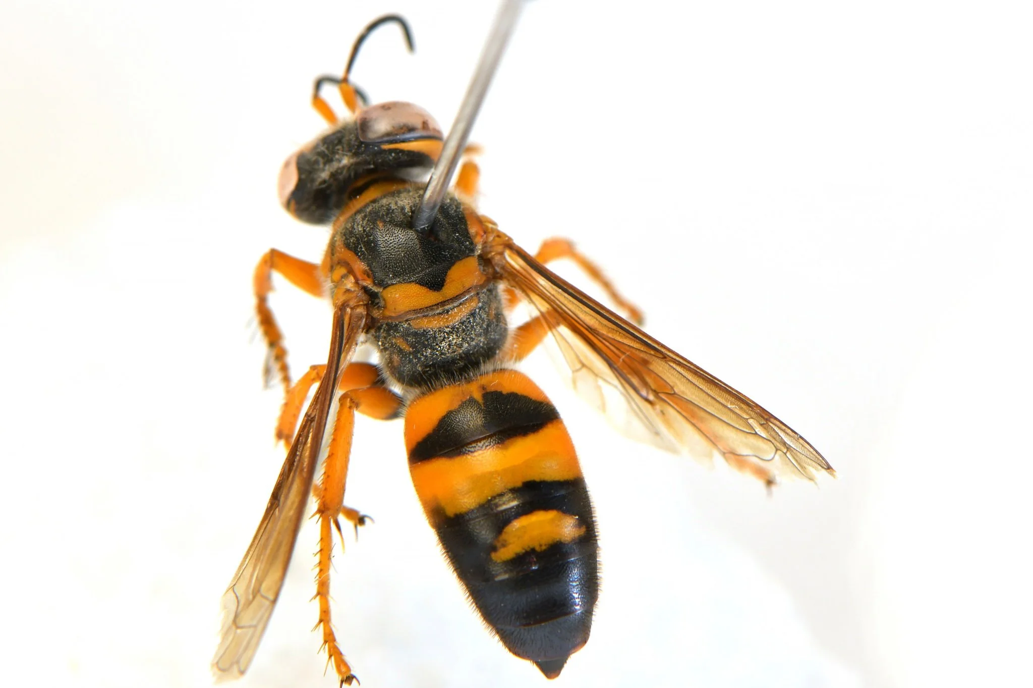    B. aureofasciata    - T1-3 with O-Y markings, T3 narrower &amp; not reaching sides - propodeum black, with small/limited orange markings   image courtesy Jean Hort:    https://inaturalist.ala.org.au/observations/68678881   