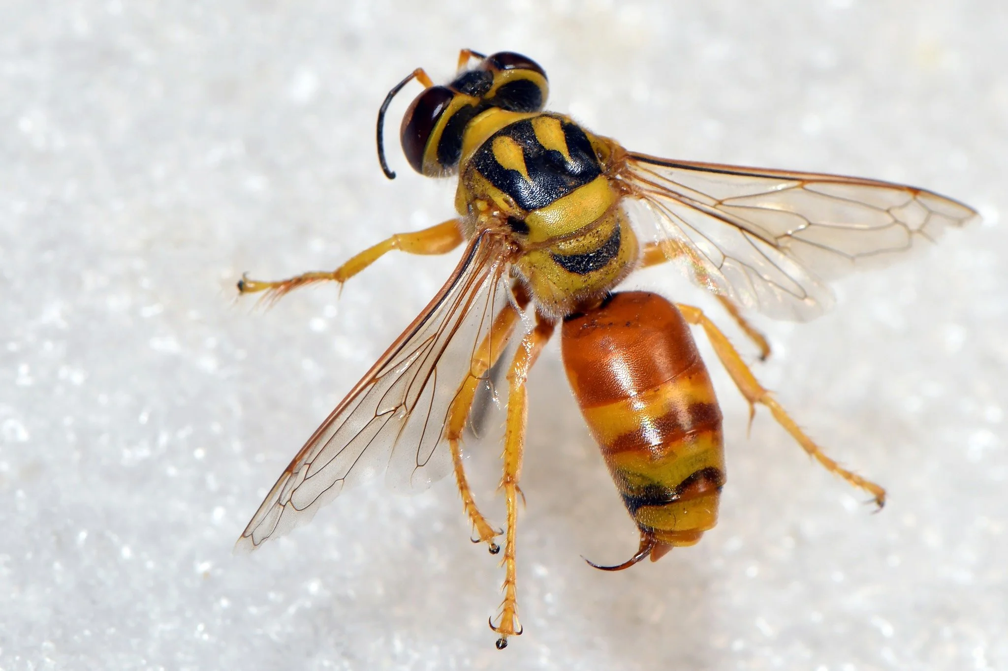    B. olba    - T1-3 entirely O-Y - T4-6 extensively Y - mesoscutum with broad, Y discal stripes - wings subhyaline - propodeum Y, with black patch anterodorsally   image courtesy Jean Hort:    https://inaturalist.ala.org.au/observations/68527413   