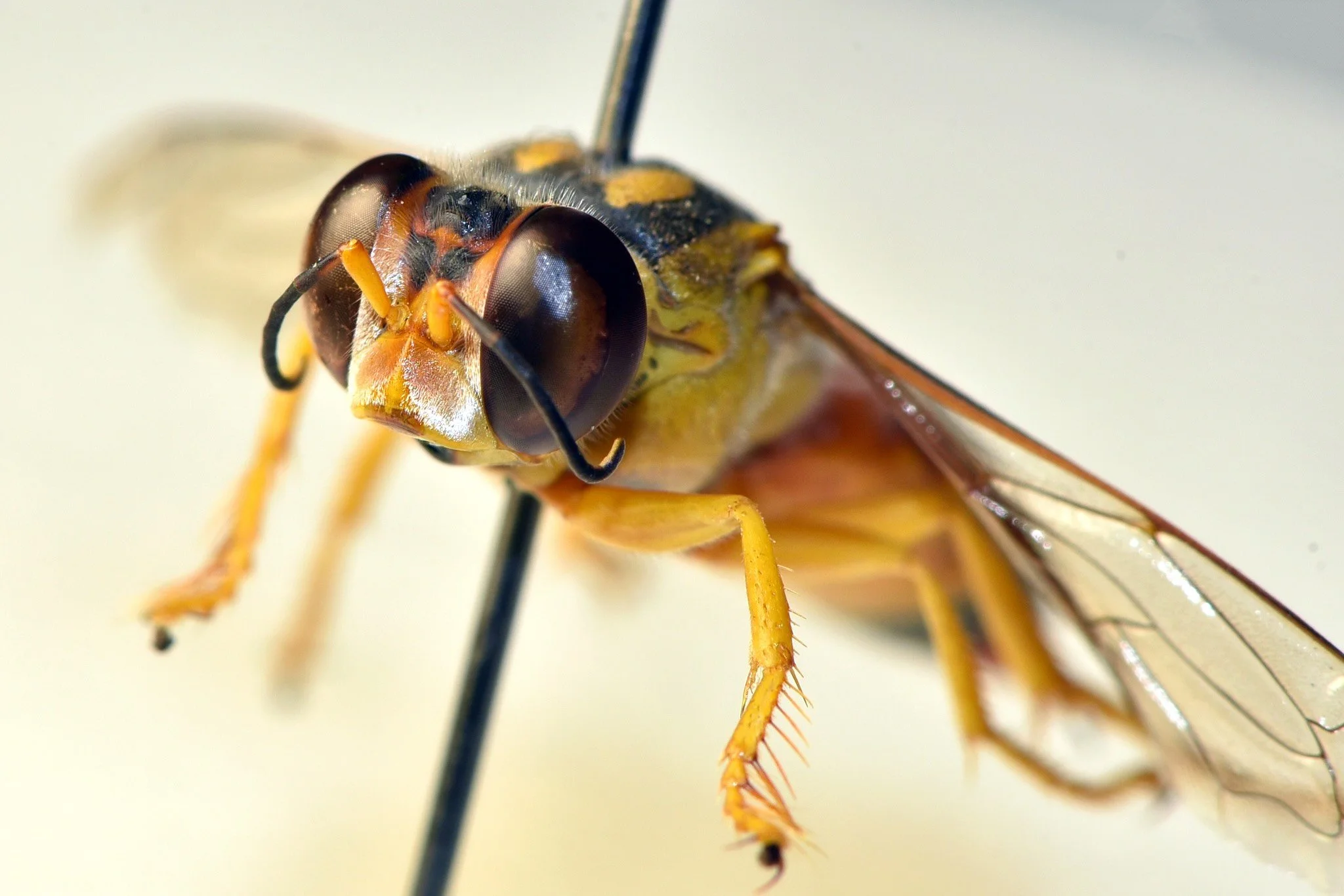    B. olba    - 7 pecten spines - frons extensively O-Y, with limited black across &amp; below ocelli - mesopleura &amp; venter Y   image courtesy Jean Hort:    https://inaturalist.ala.org.au/observations/6852741 3  