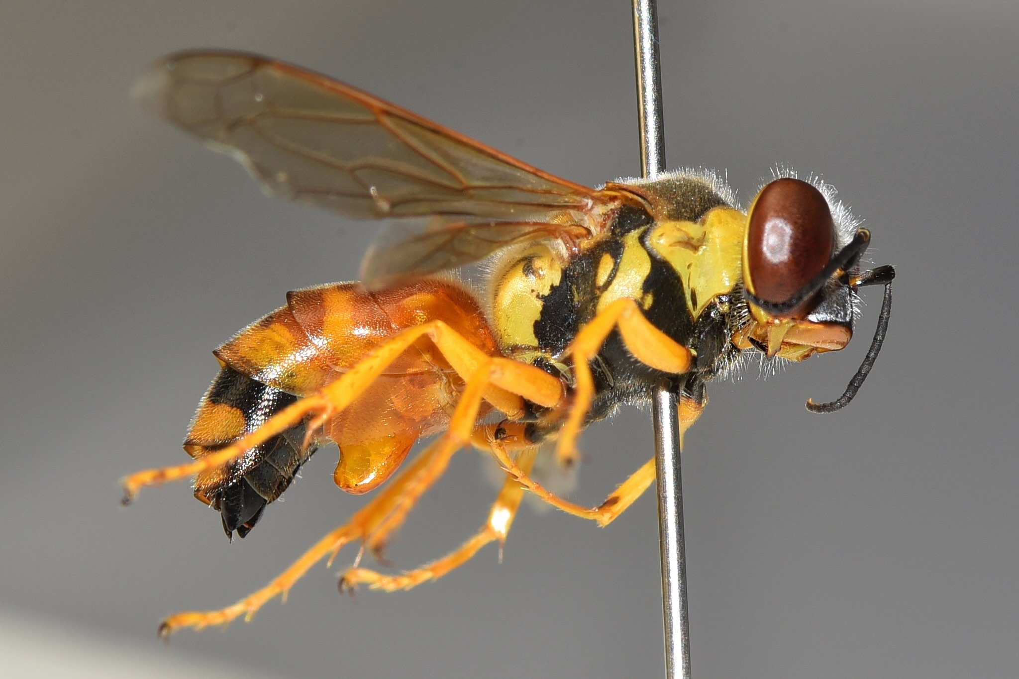    B. olba    - metasomal segments 1-3 entirely O-Y - T4-5 broadly transversely Y apically (T6 not visible here) - S2 process large, rounded below, concave behind - wings subhyaline (not heavily infuscated) - mesopleura Y above, B below (including ve