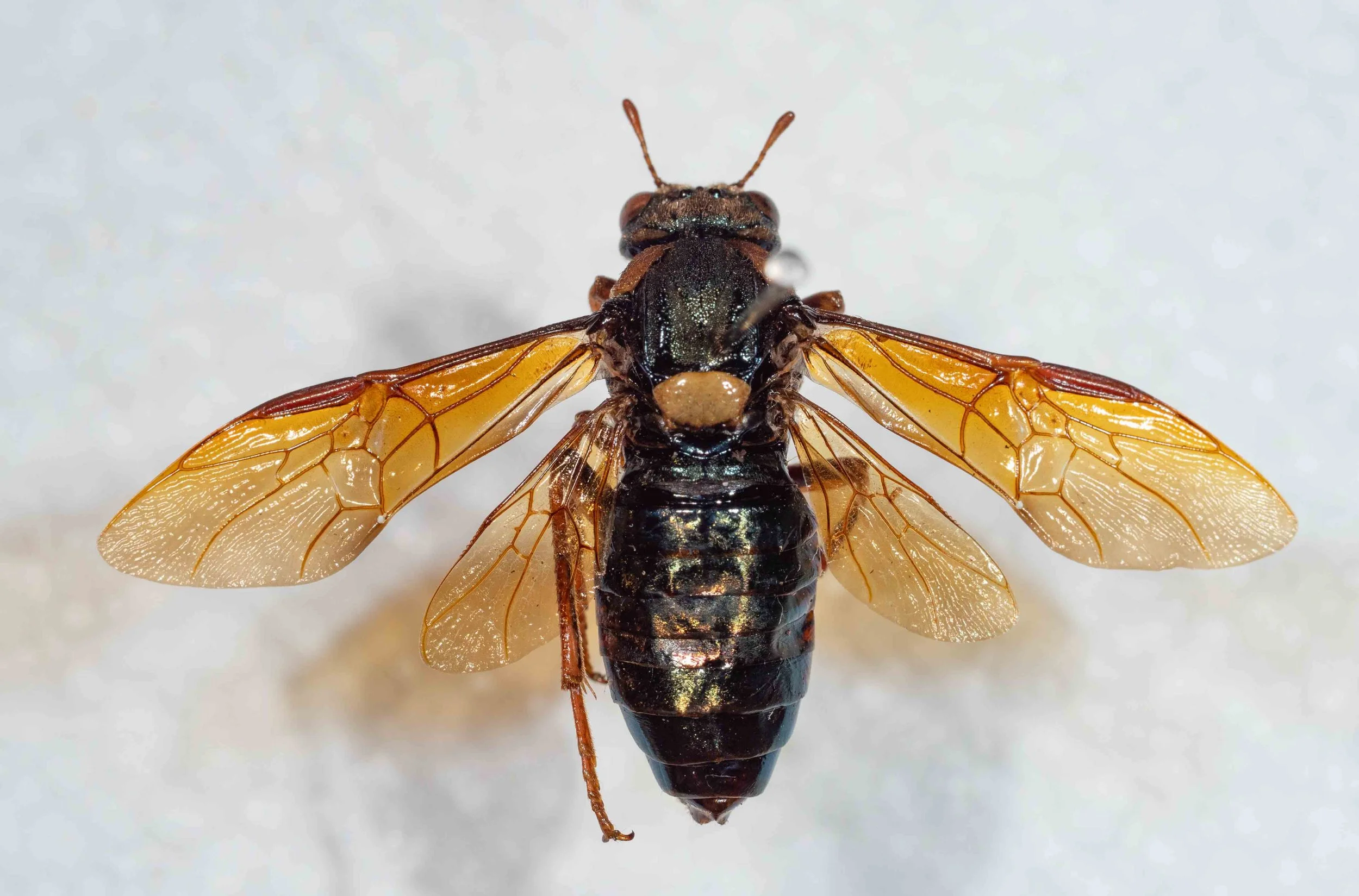  - wings yellowish-brown infuscate - vertex without small glabrous area at meson (=midline?) 