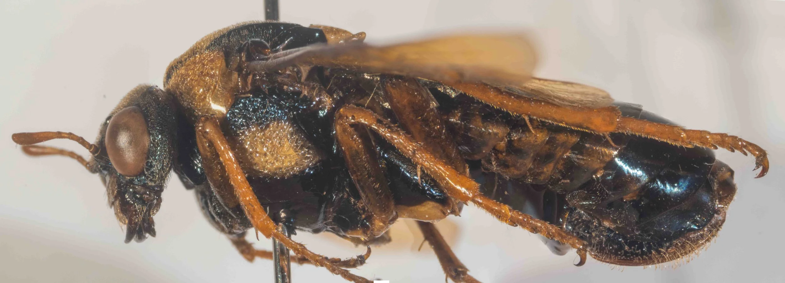  - hind basitarsus about as long as the three following tarsal segments together - next to last tarsal segment clearly longer than broad - mesepimeron with a distinct pale patch - abdomen with green-black iridescence 
