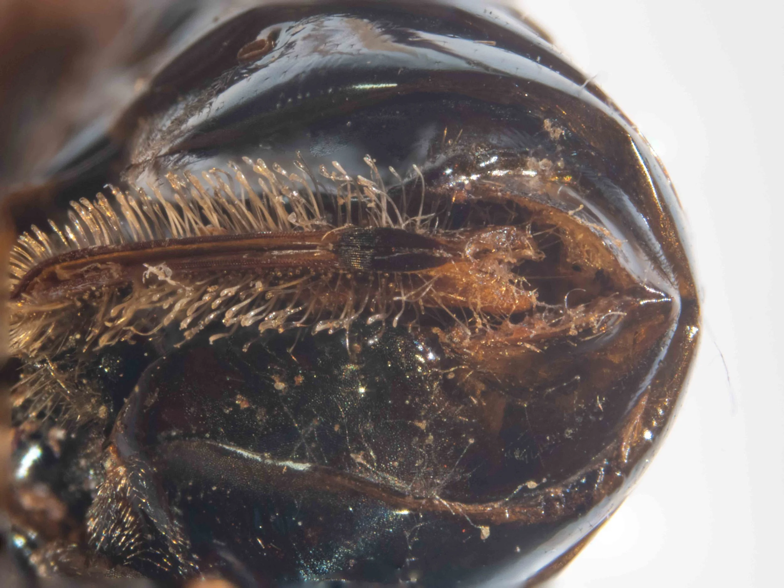  - flattened “saw-bench” relatively short and broad, with seven or eight obvious longitudinal striae - hairs of ovipositor valves with a considerable margin between each hair, tips of hairs spooned - extreme apices of valves diverging when viewed fro