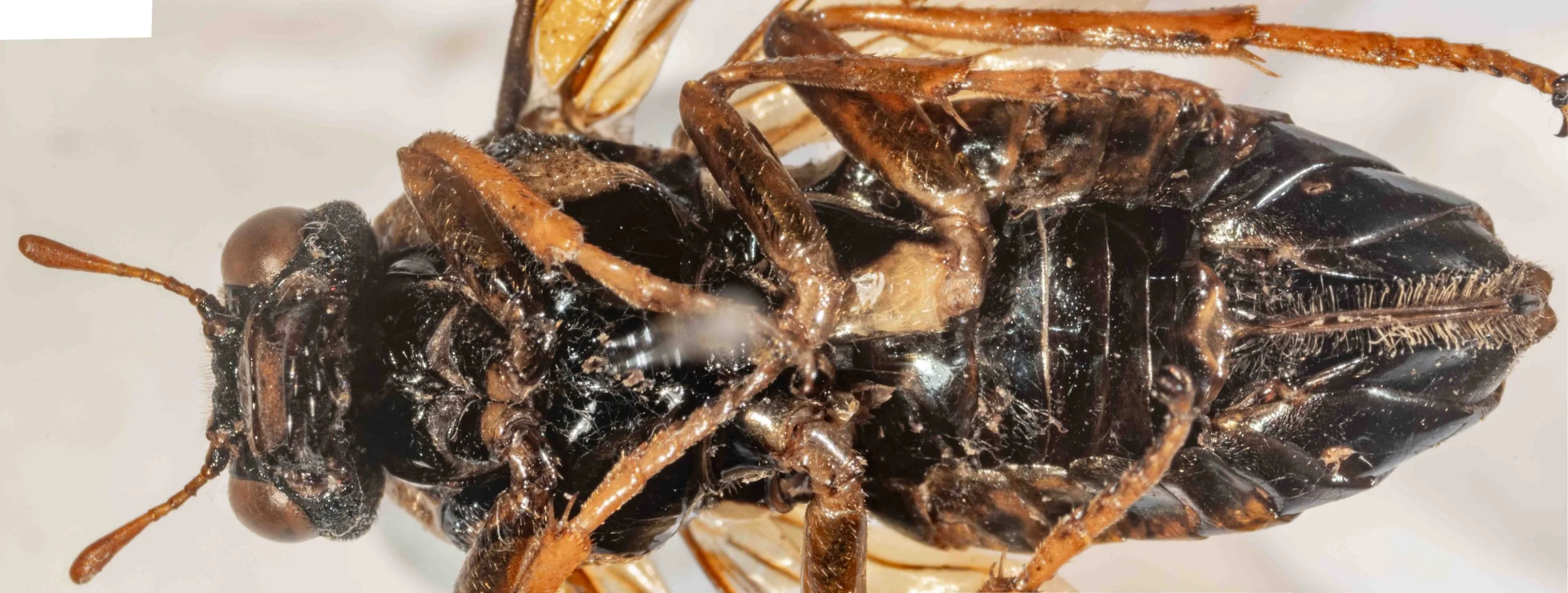  - coxae black in part 