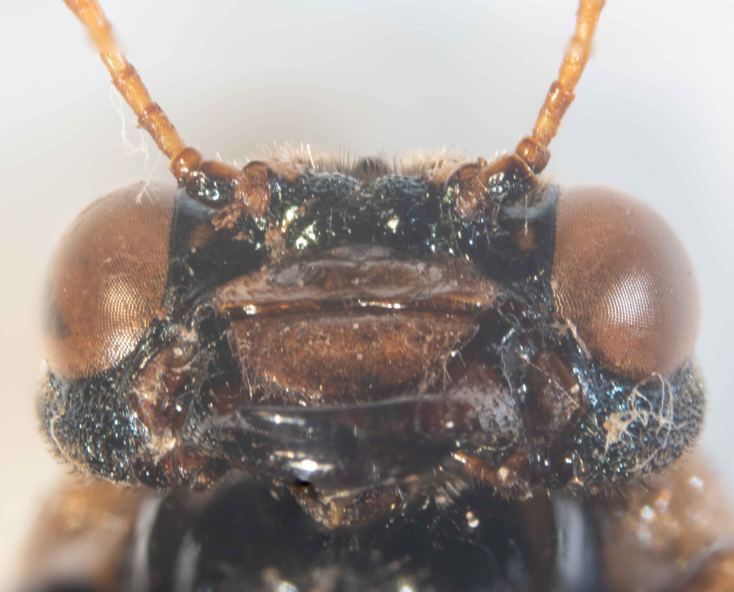  - lower gena with dense, short hairs 