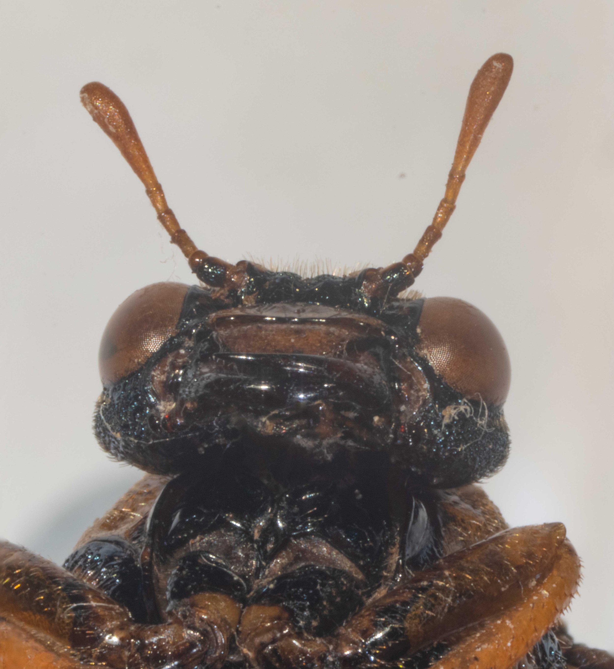  flagellum much longer than front margin of clypeus 