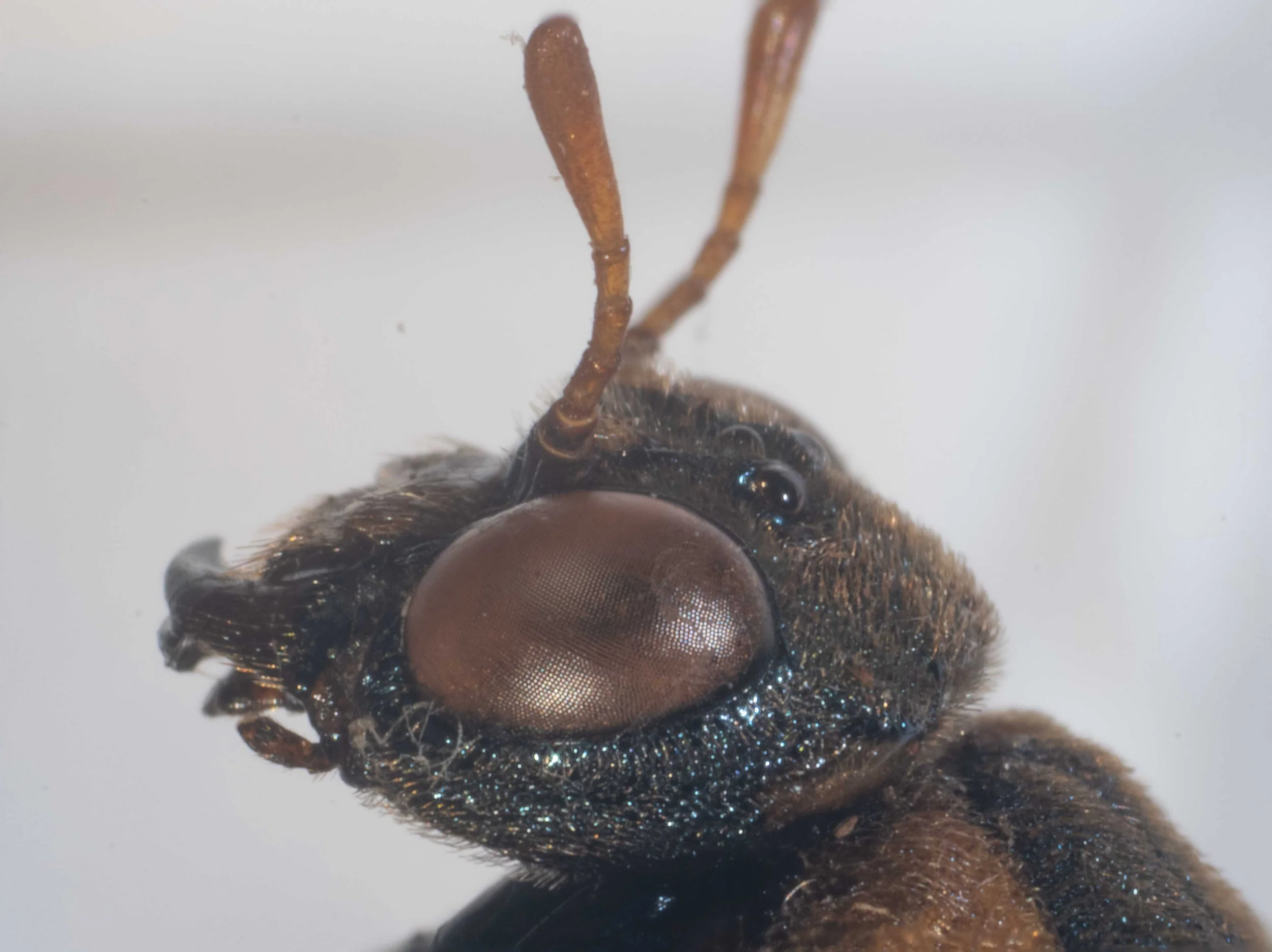  - vertex without small glabrous area at meson (=midline?) - lower genae with dense, short hairs 