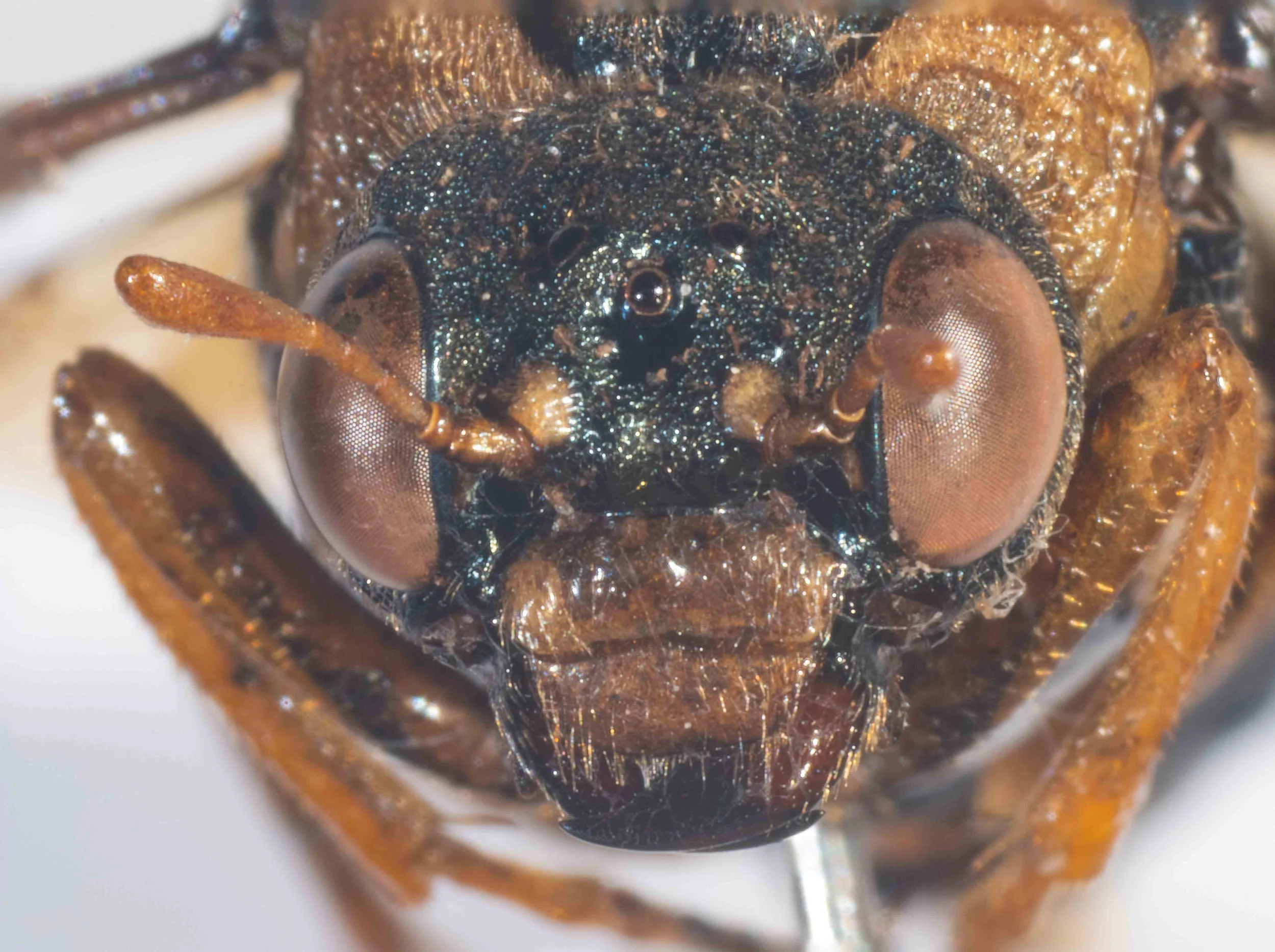  - hind ocelli closer together so that POL (distance between posterior ocell) is less than OOL (distance between ocellus and eye) - postocellar region is longer than its breadth in front, POL only about half as long as distance between hind ocellus a